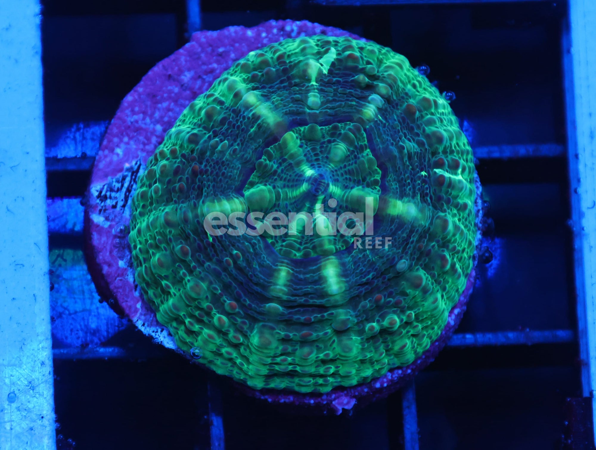 Watermarked - C606 -Almost Wysiwyg - Captive Spawned Lobo Australia Green