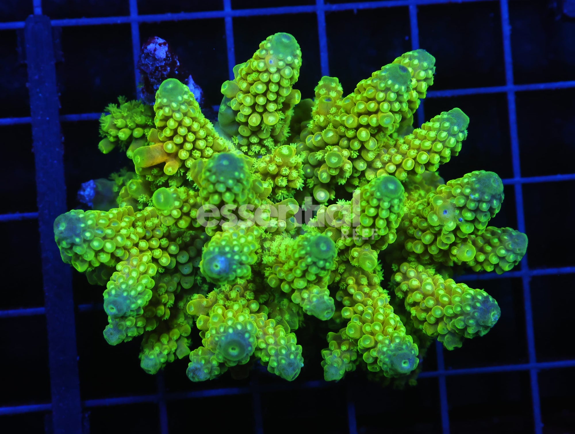 Watermarked - E98 - FIJI ACRO YELLOW BLUE TIP