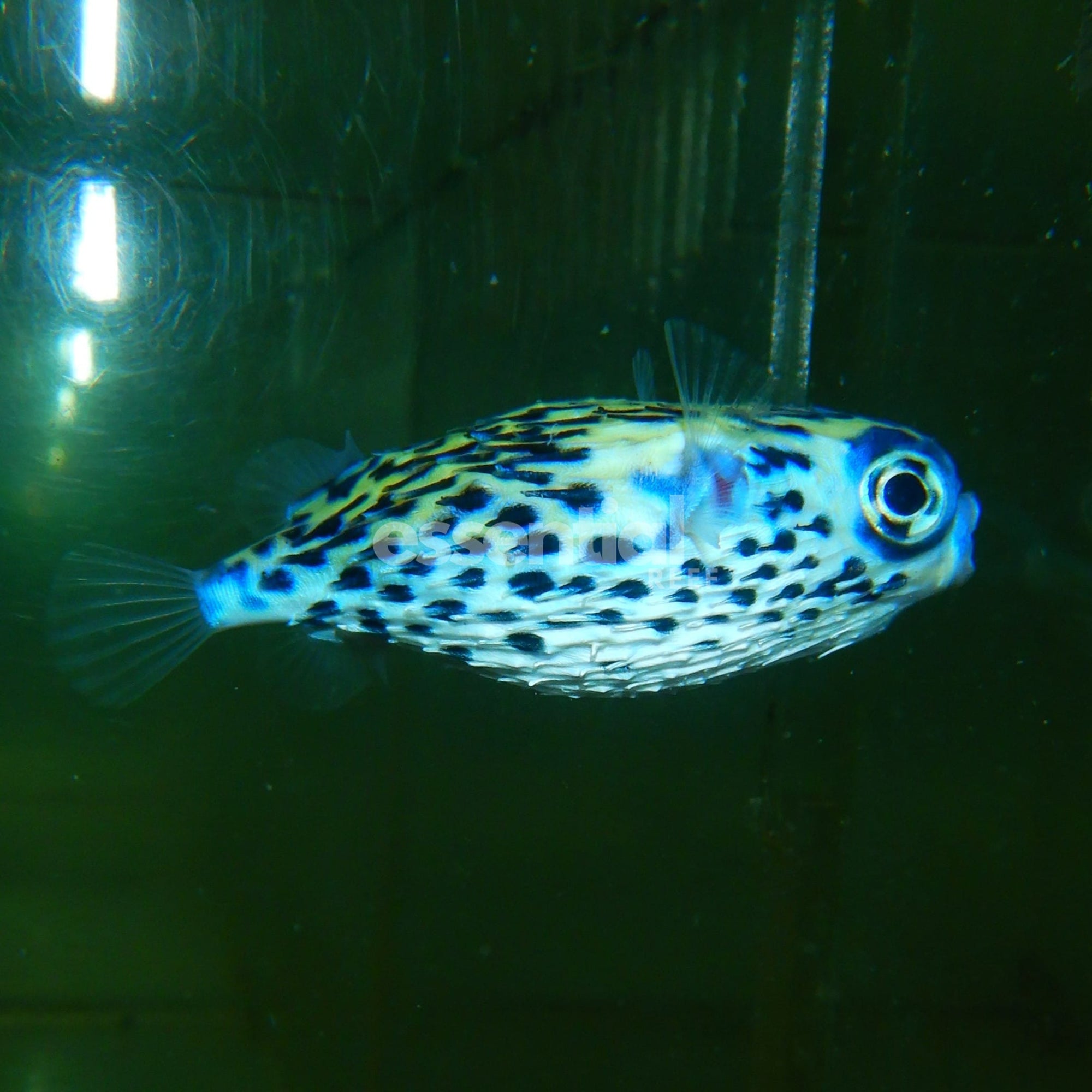 Watermarked - F01 - BLUE PELAGIC PORCUPINE PUFFER
