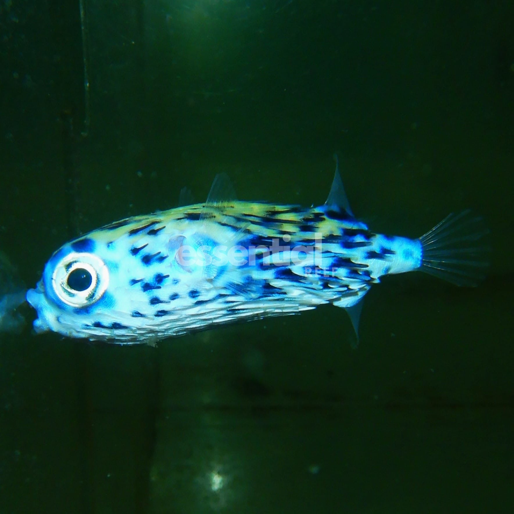 Watermarked - F02 - BLUE PELAGIC PORCUPINE PUFFER