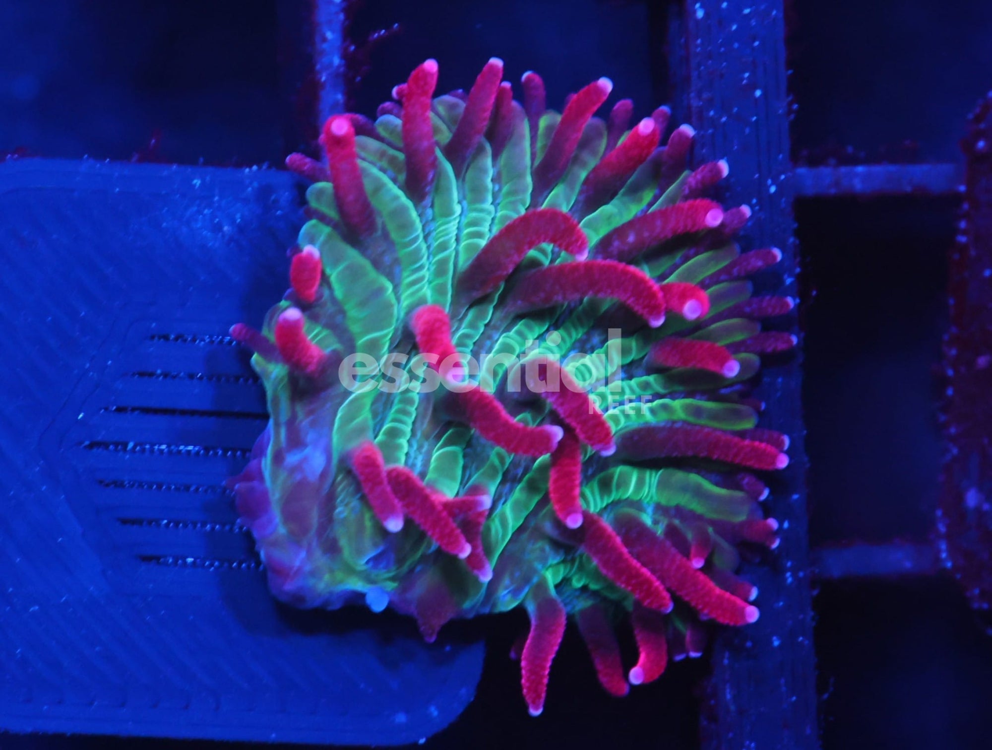 Watermarked - C611 -Almost Wysiwyg - SDC Doctor Doom Diaseris