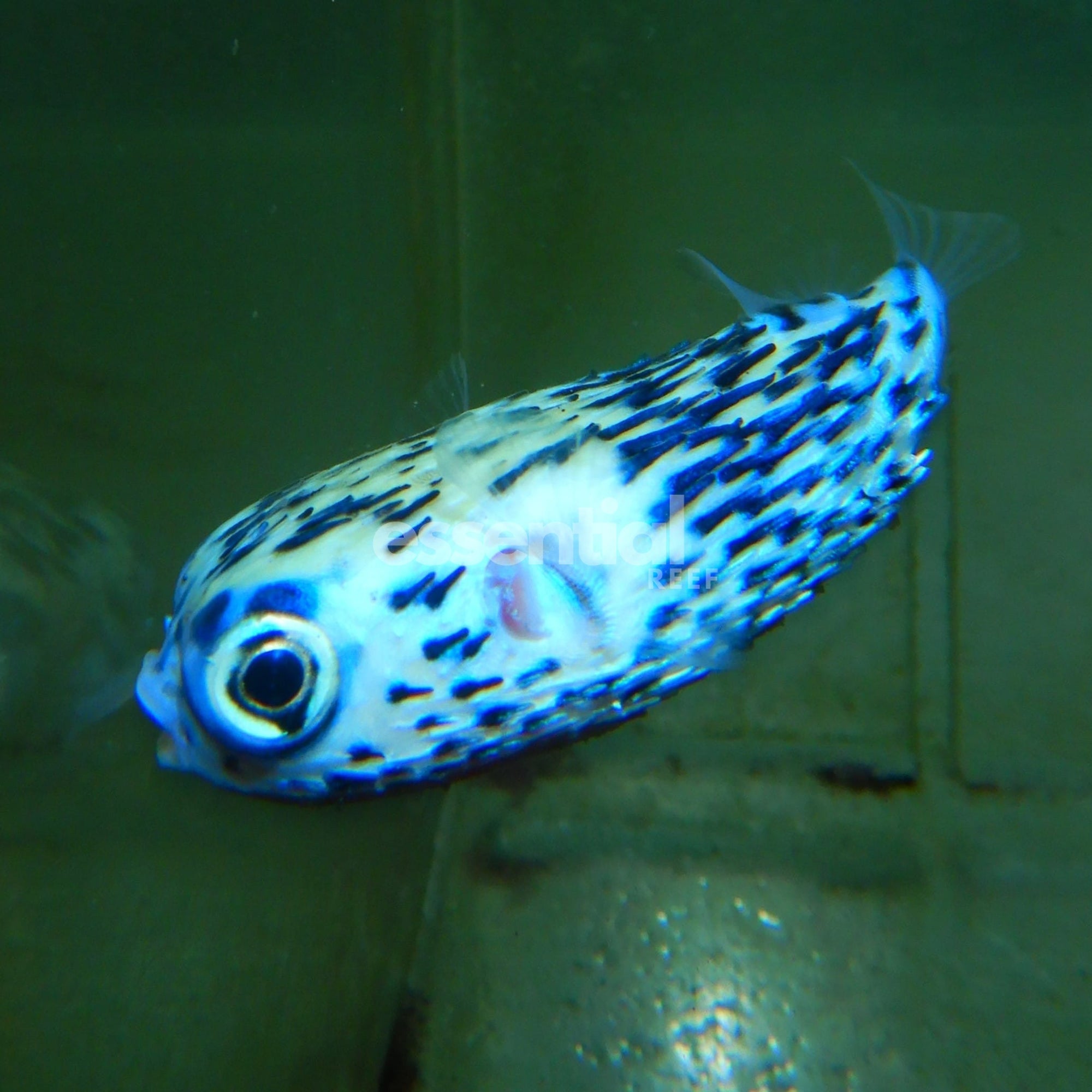Watermarked - F04 - BLUE PELAGIC PORCUPINE PUFFER