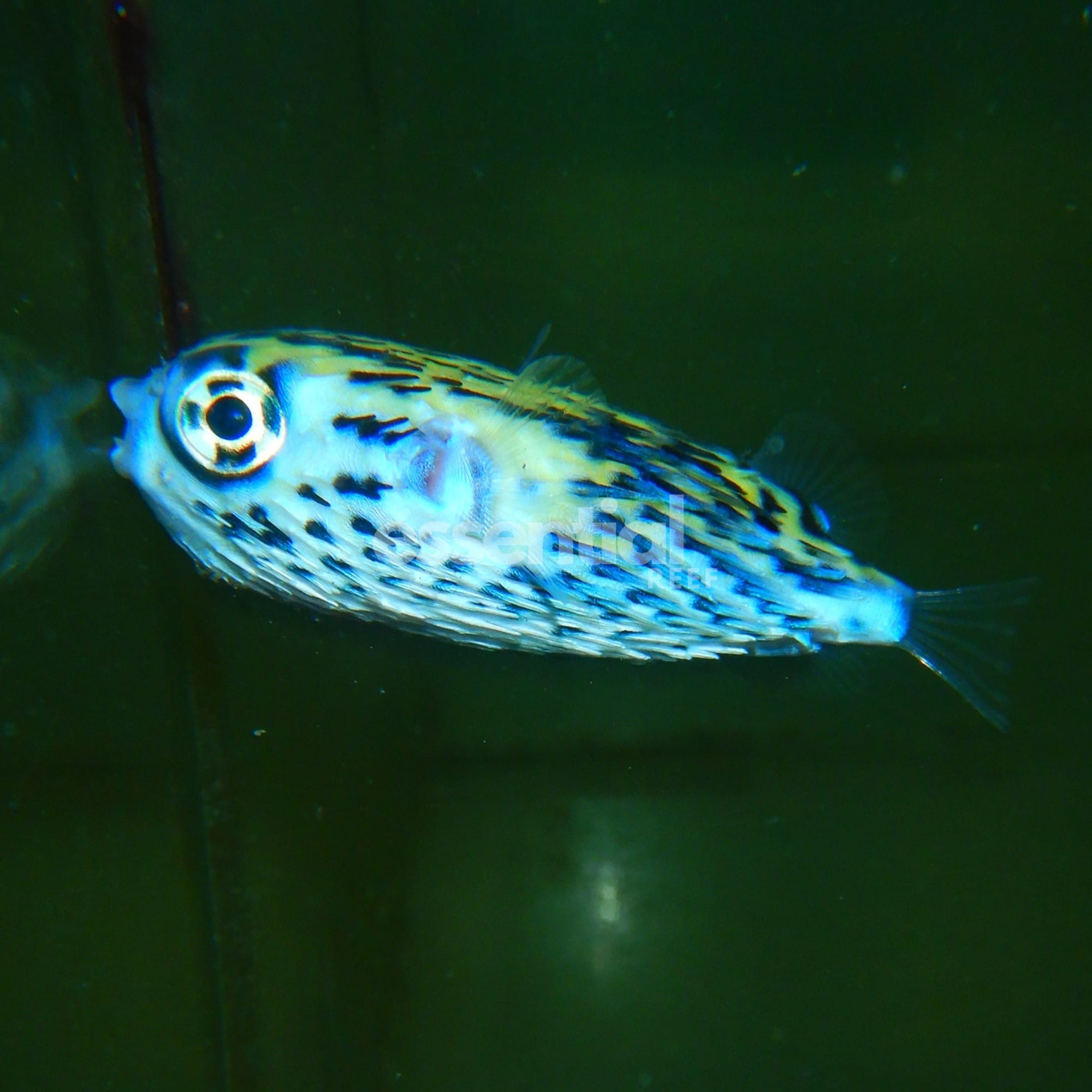 Watermarked - F05 - BLUE PELAGIC PORCUPINE PUFFER