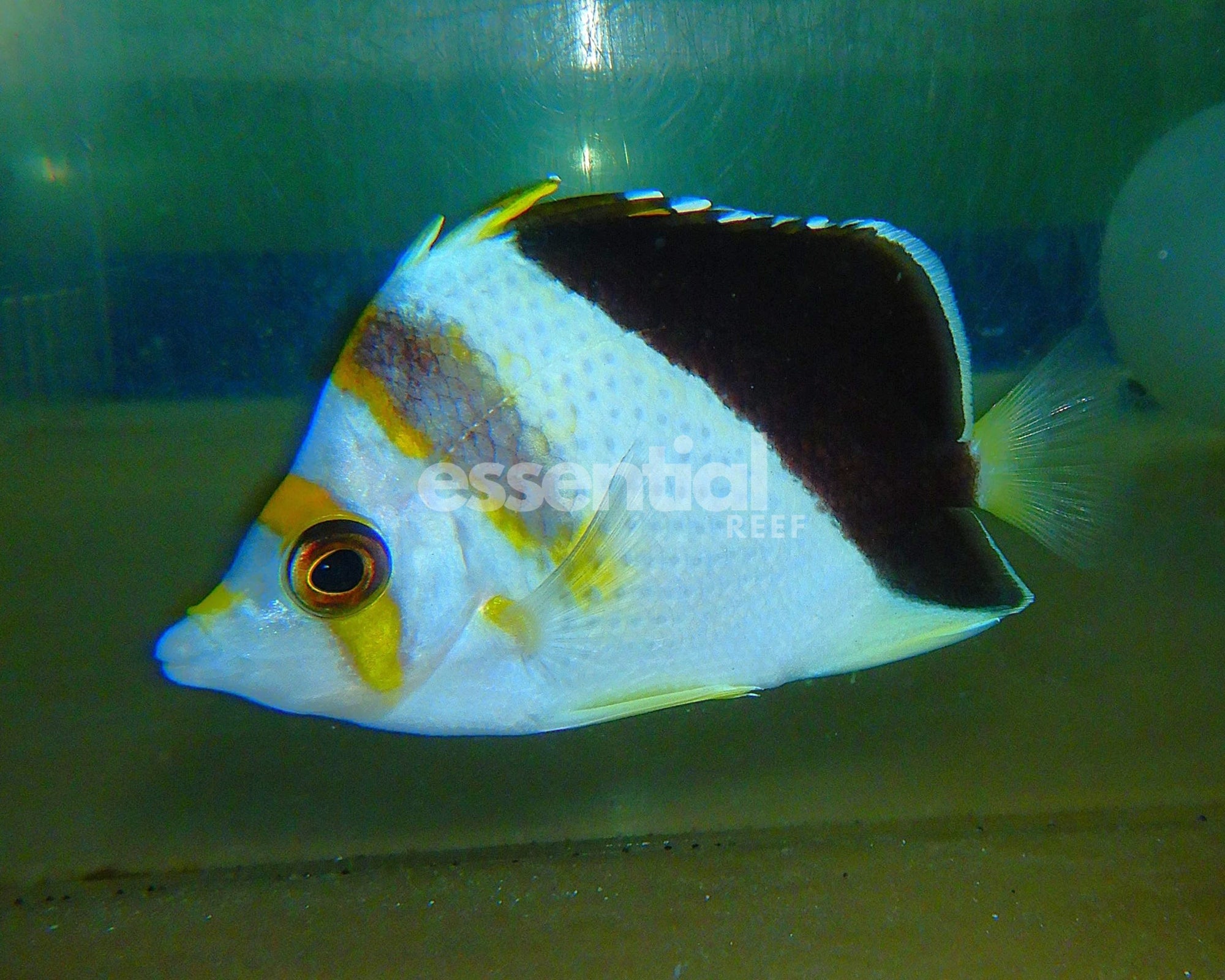 Watermarked - F14 - HYBRID TINKERI / BURGESS BUTTERFLY