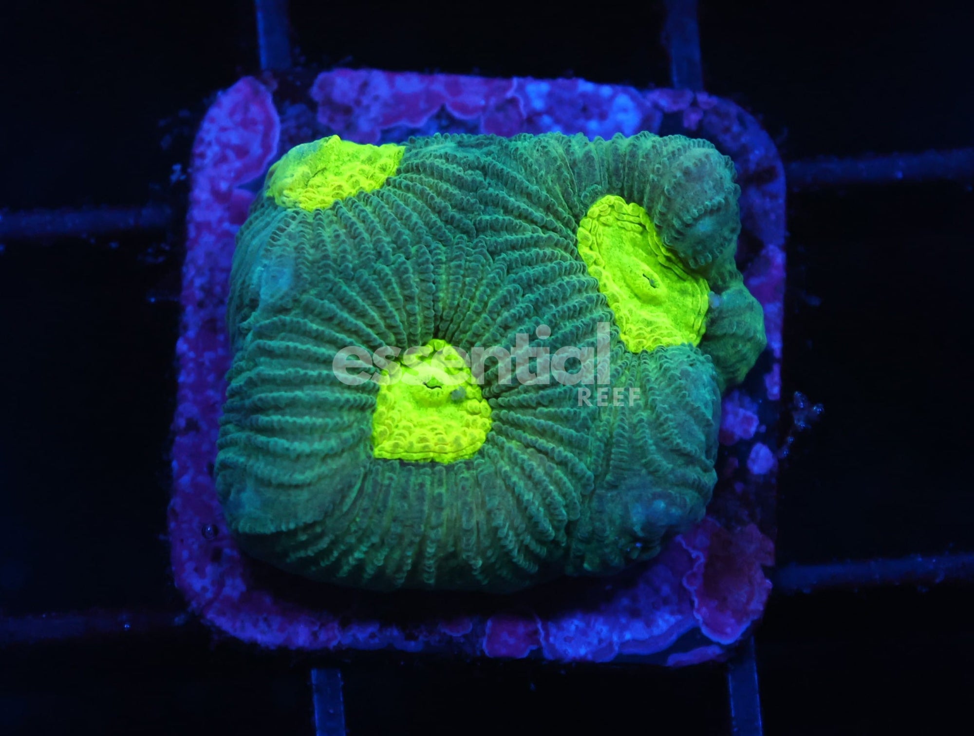 Watermarked - C615 -Almost Wysiwyg - Conditioned Lemon Lime Favia