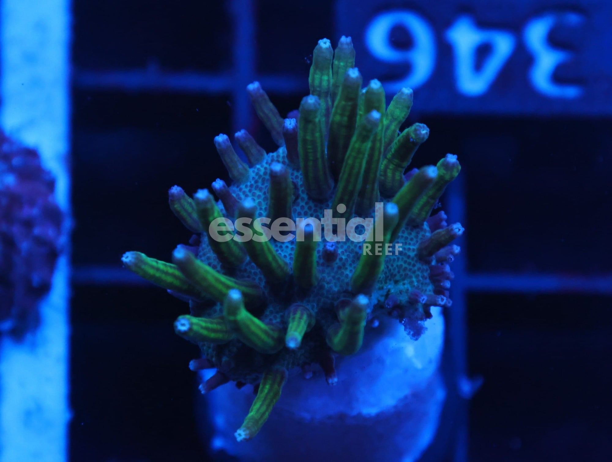 Watermarked - C701 -Almost Wysiwyg - Steve Tyree Neon Green Polyp Sarcophyton Leather