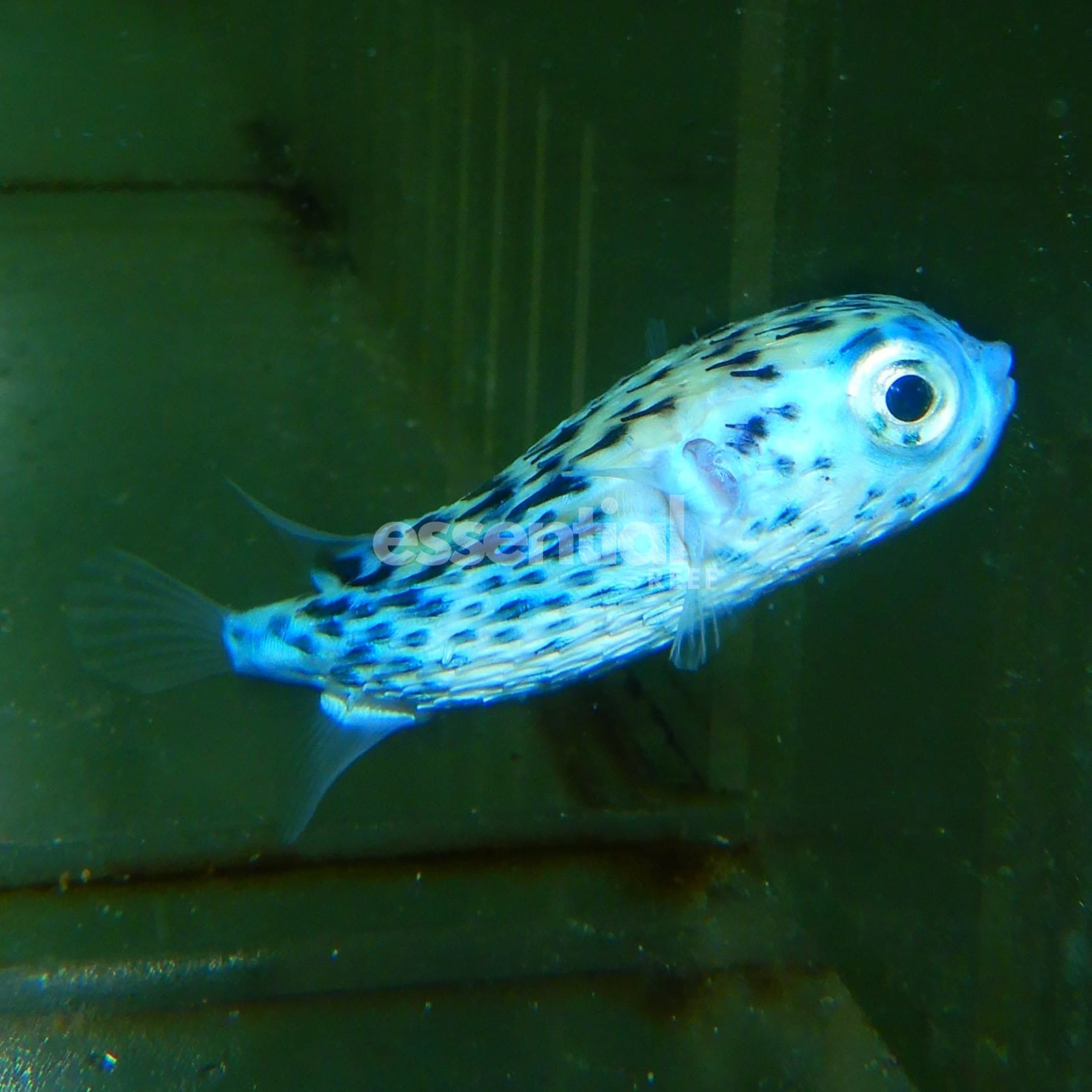 Watermarked - F09 - BLUE PELAGIC PORCUPINE PUFFER