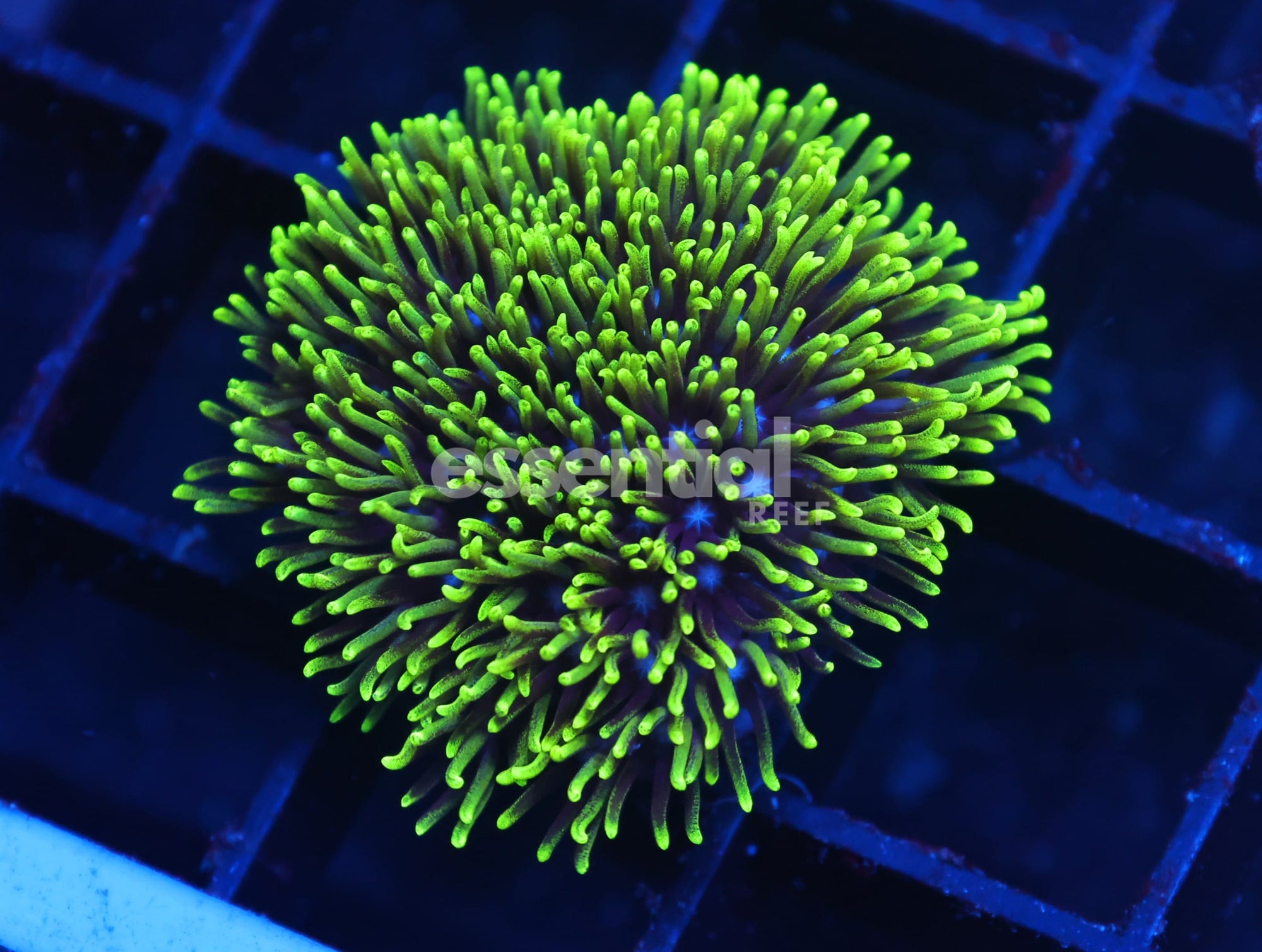 Watermarked - C703 -Almost Wysiwyg - Conditioned Green Star Polyp