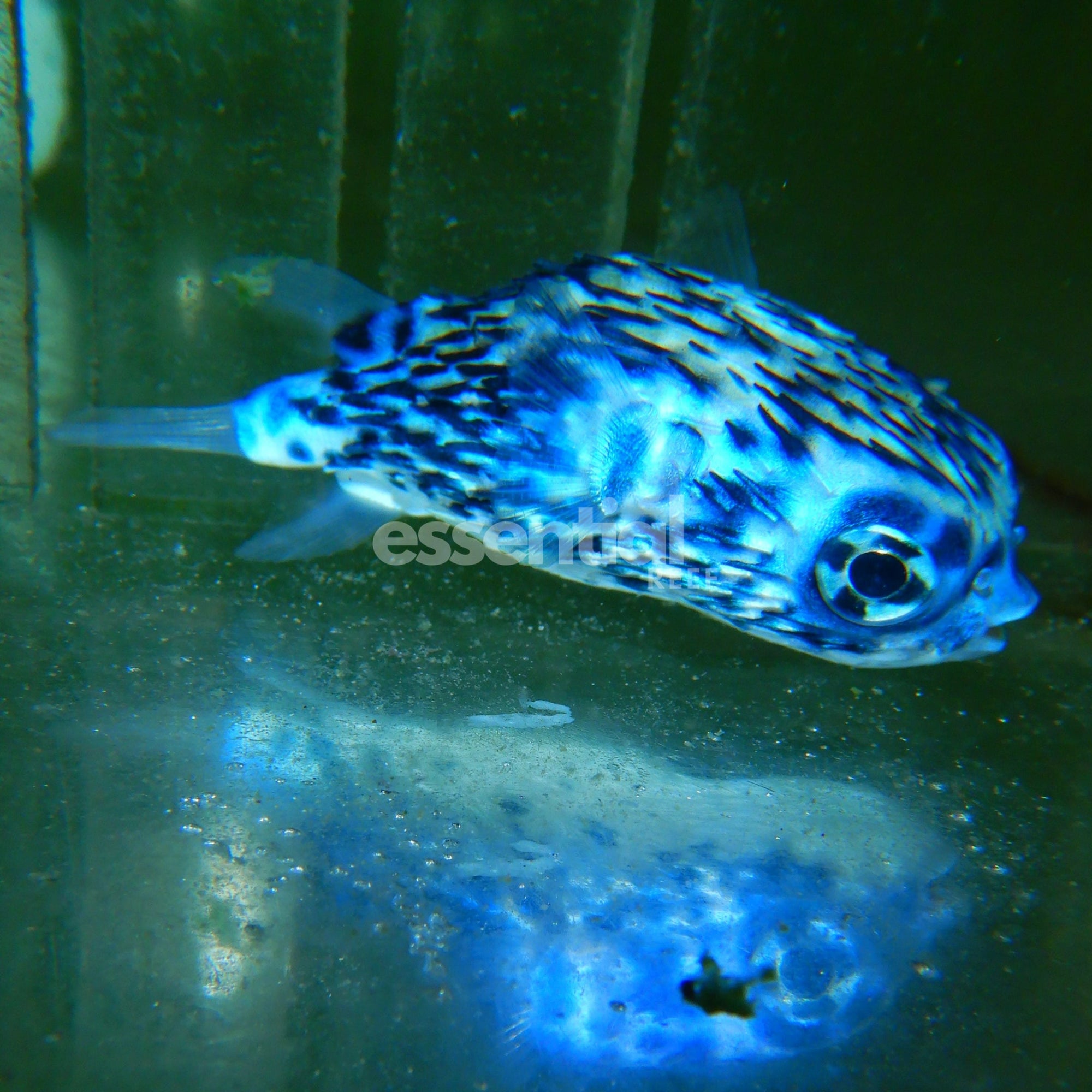 Watermarked - F11 - BLUE PELAGIC PORCUPINE PUFFER