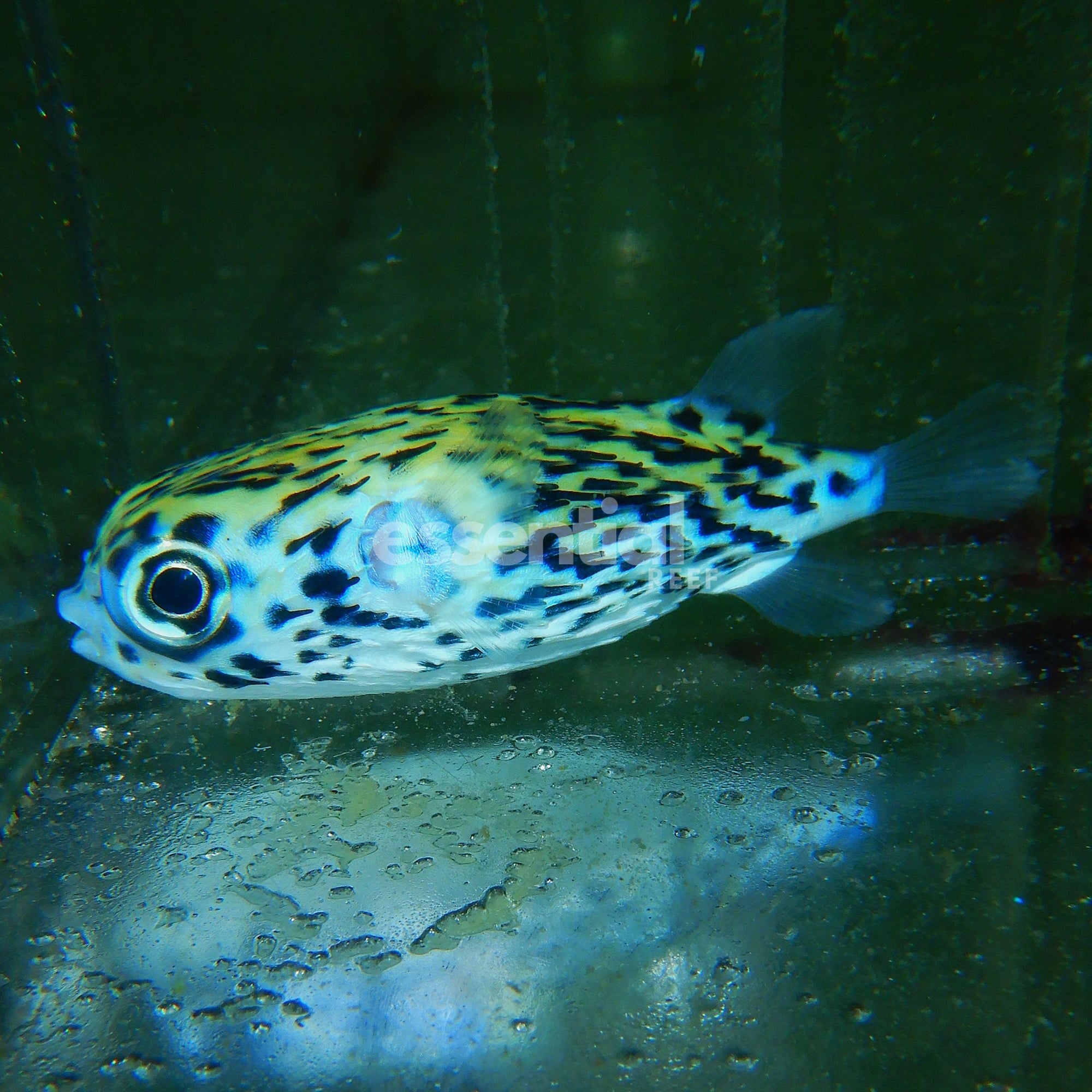 Watermarked - F12 - BLUE PELAGIC PORCUPINE PUFFER