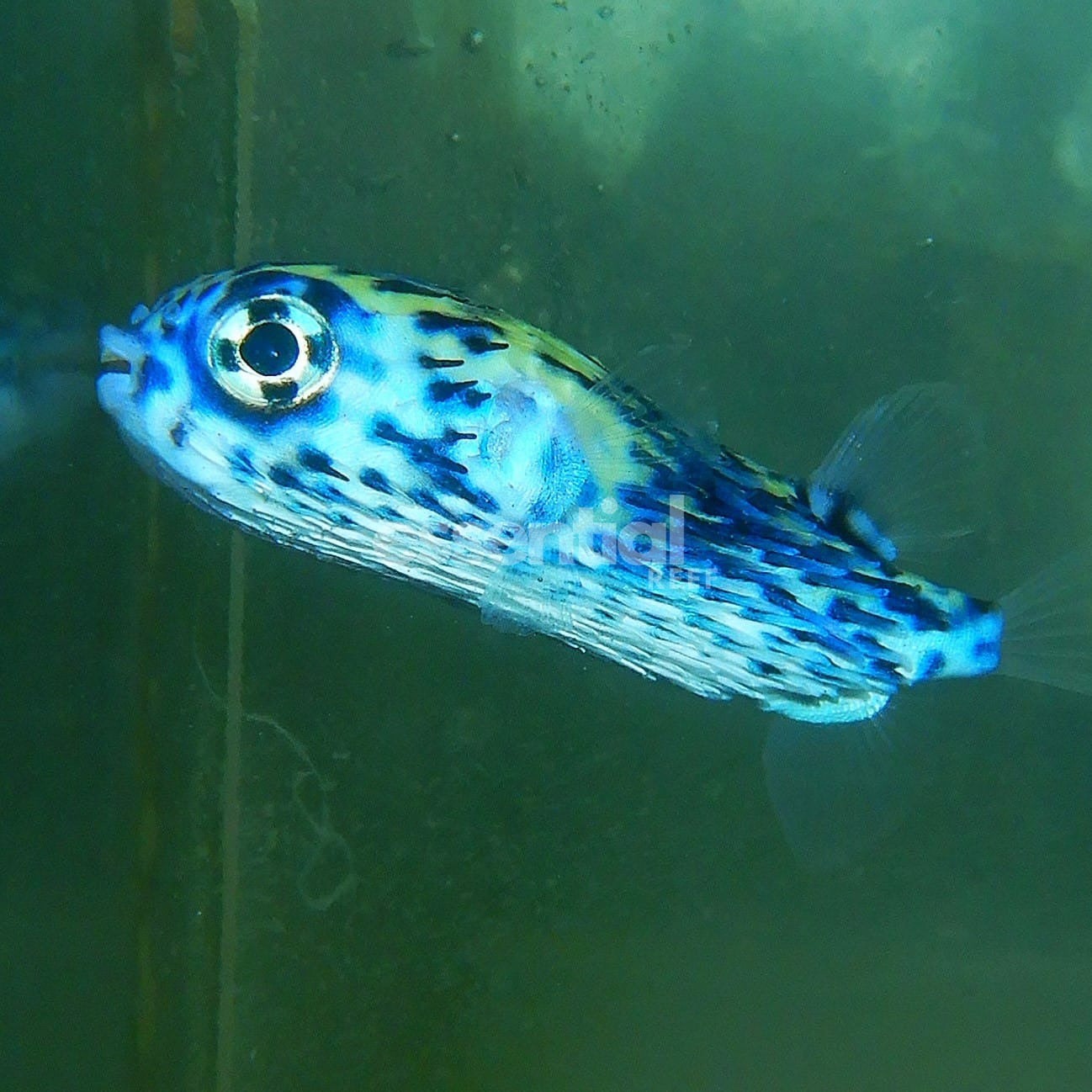 Watermarked - F13 - BLUE PELAGIC PORCUPINE PUFFER