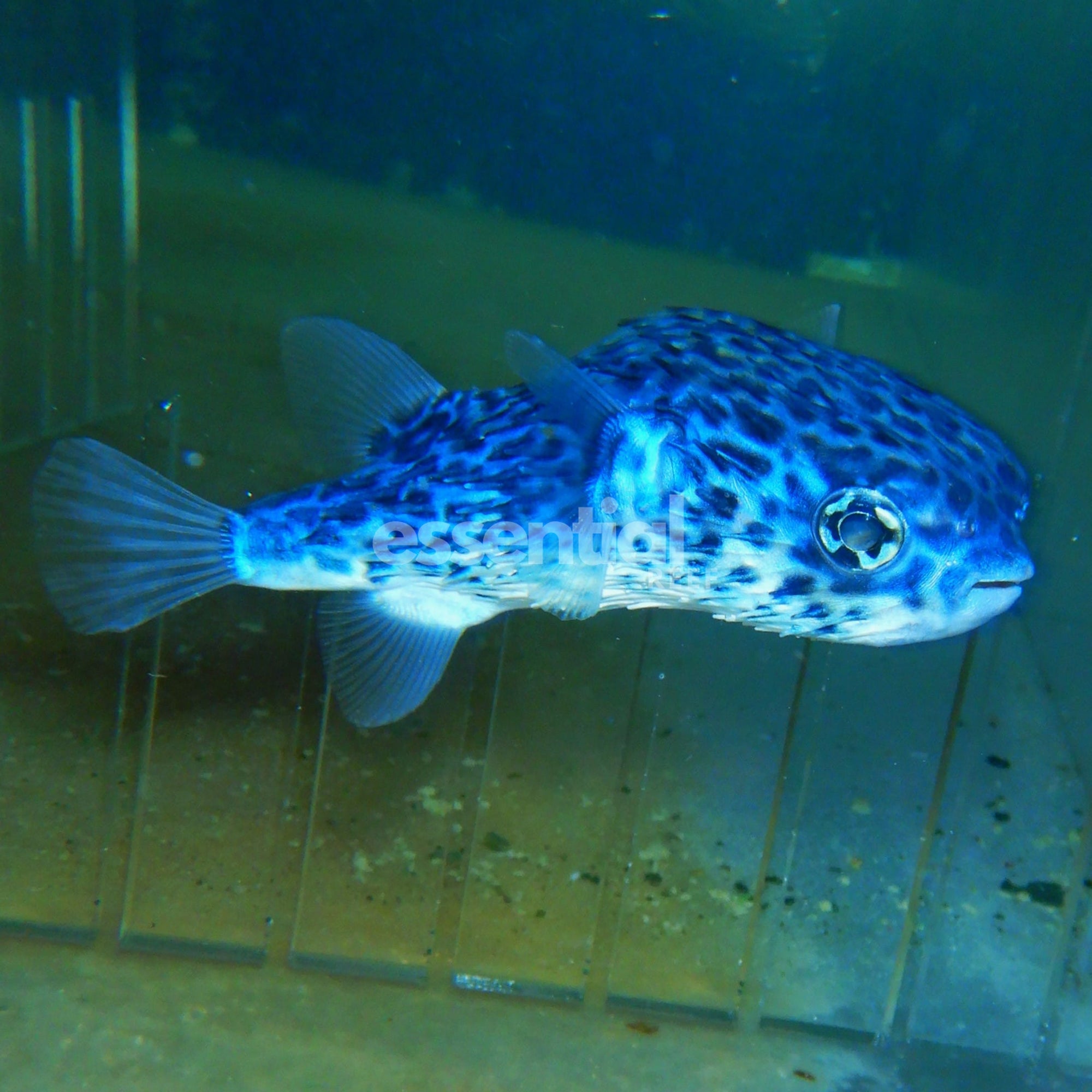 Watermarked - F19 - BLUE PELAGIC PORCUPINE PUFFER