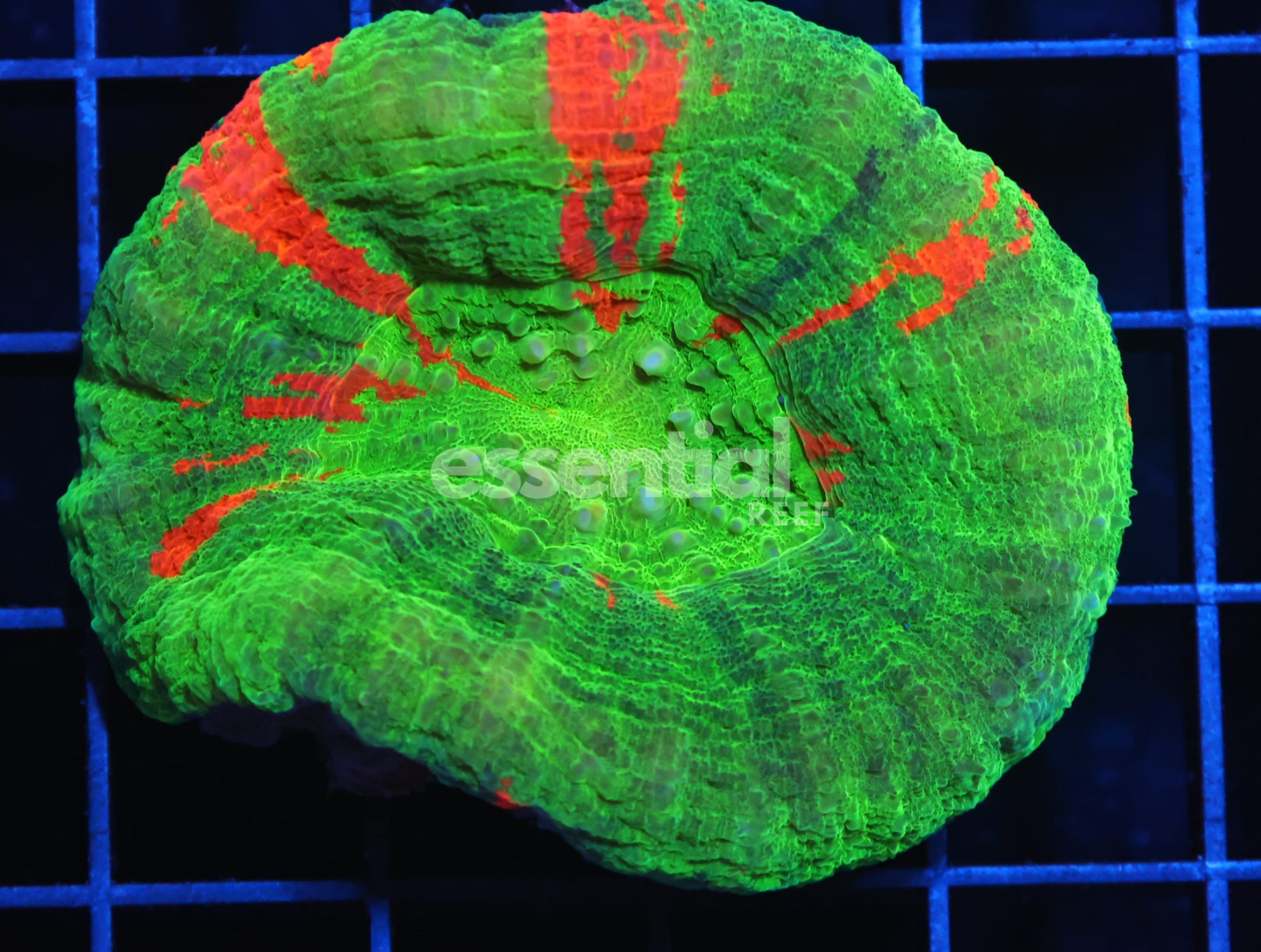 Watermarked - H01 - AUSSIE BLEEDING APPLE SCOLYMIA AUSTRALIS