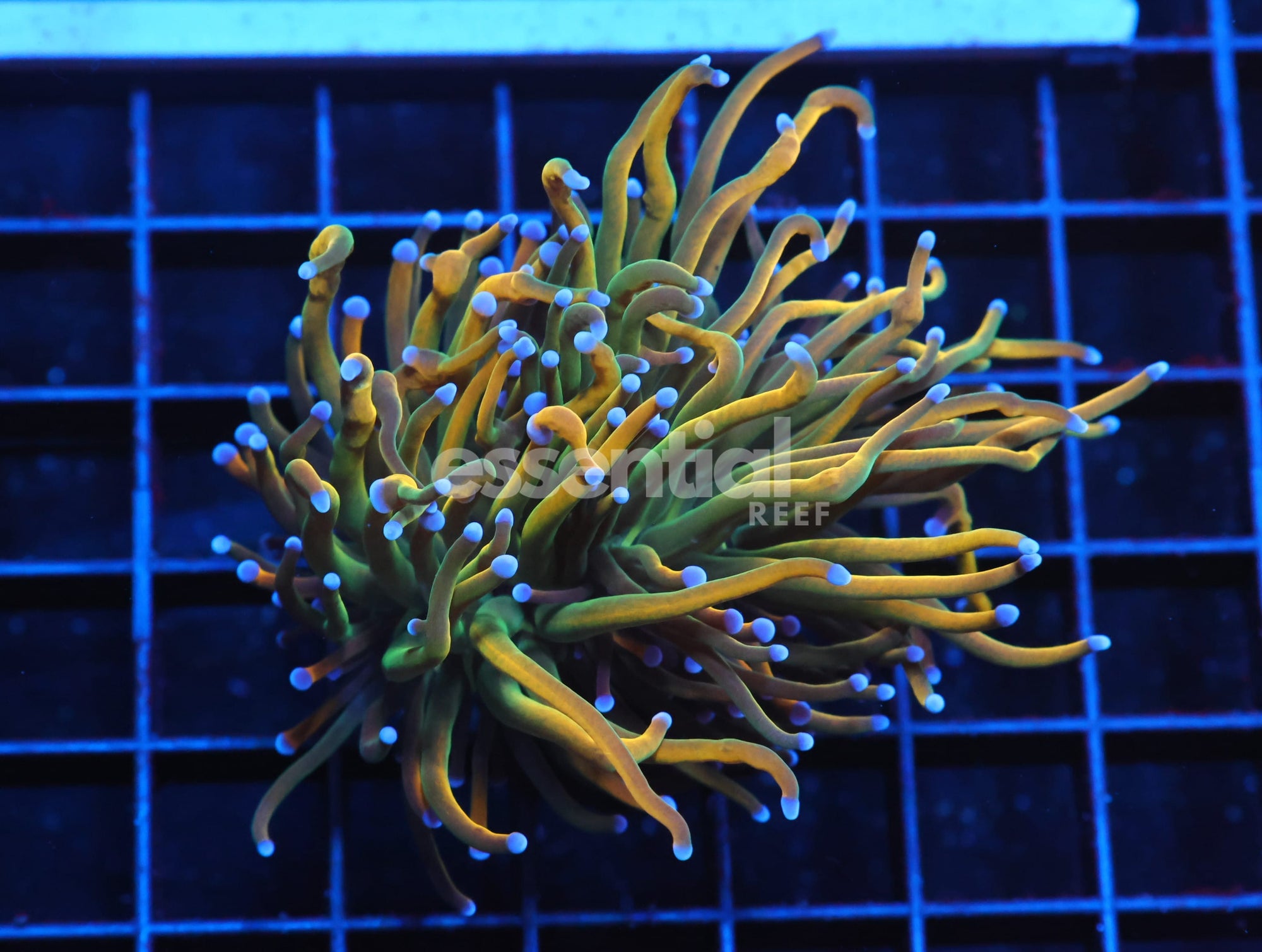 Watermarked - J07 - Indo Torch Grail Variant 1 Head