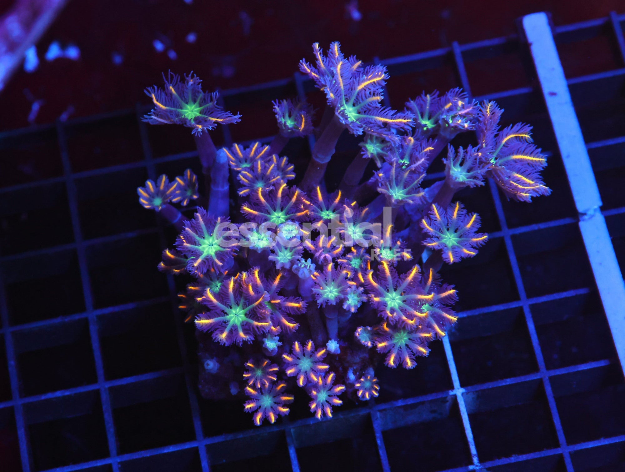 Watermarked - H135 - Indo Glove Polyp Fireworks
