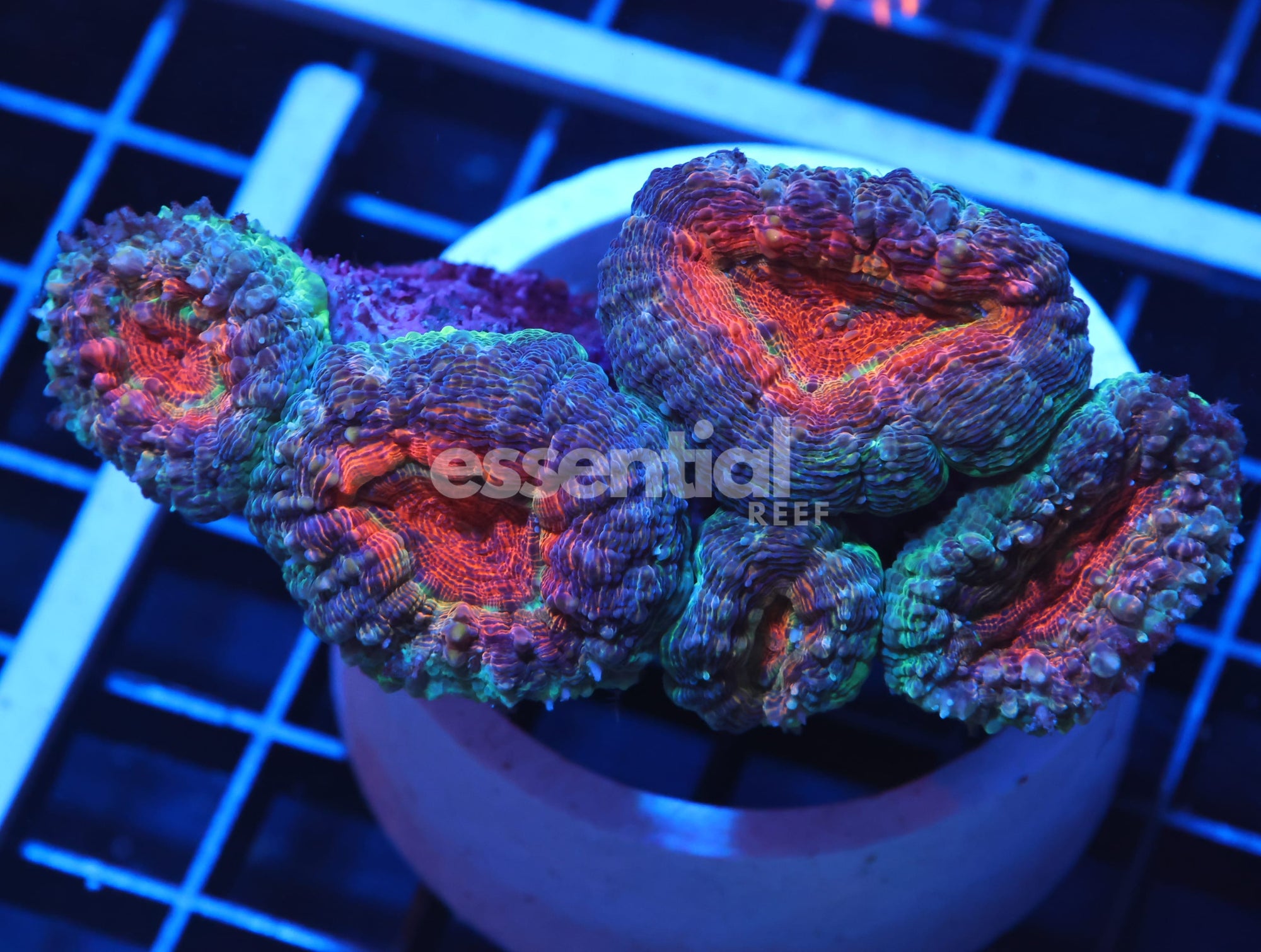 Watermarked - H09 - INDO ORANGE CORE LOBO