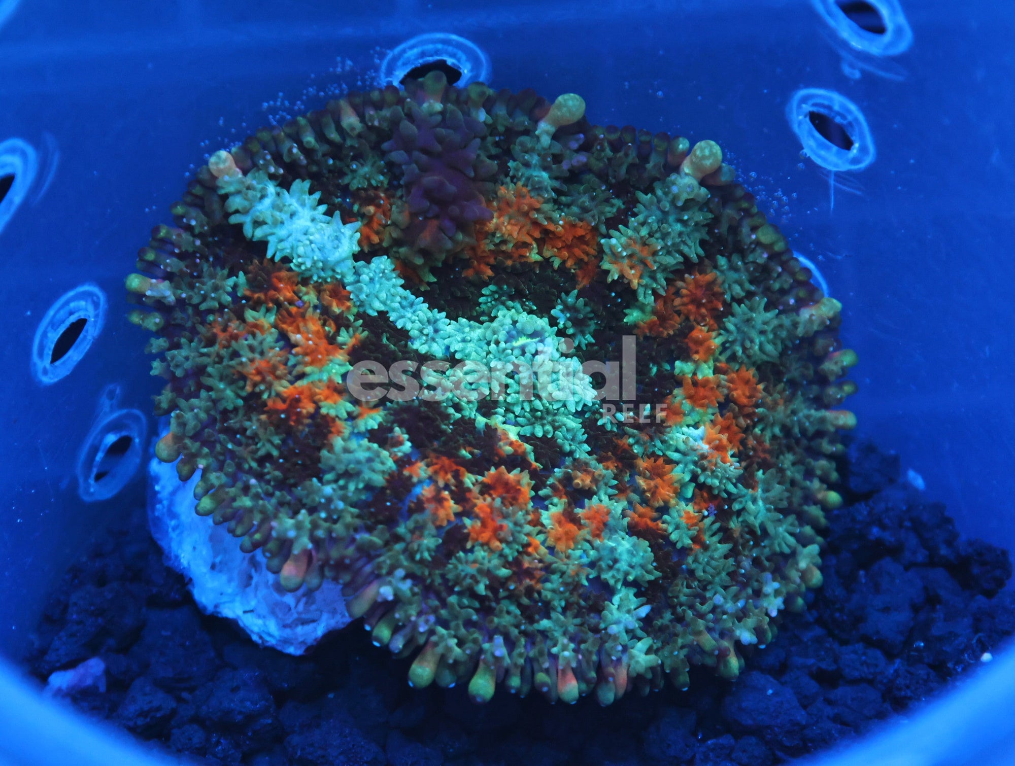 Watermarked - H23 - Frankenstein Rhodactis Mushroom