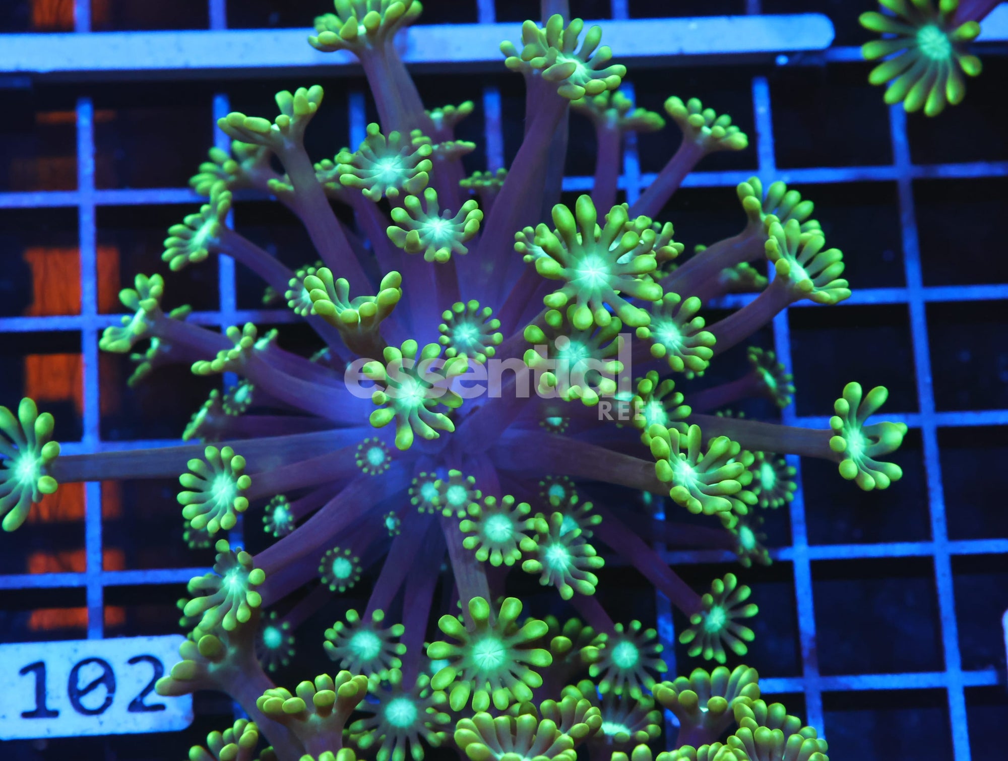 Watermarked - H102 - INDO METALLIC TIP ALVEOPORA