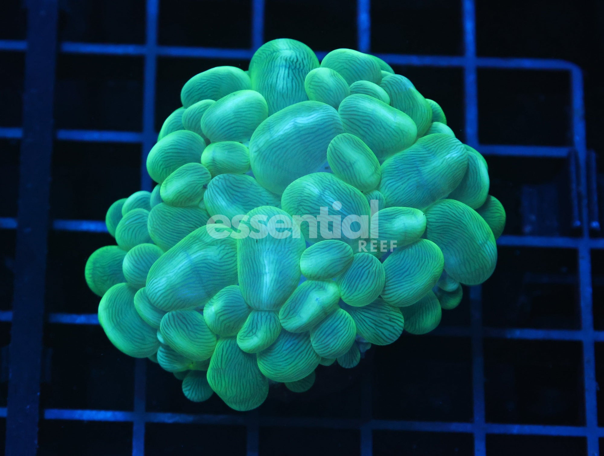 Watermarked - H26 - Indo Radioactive Bubble Coral