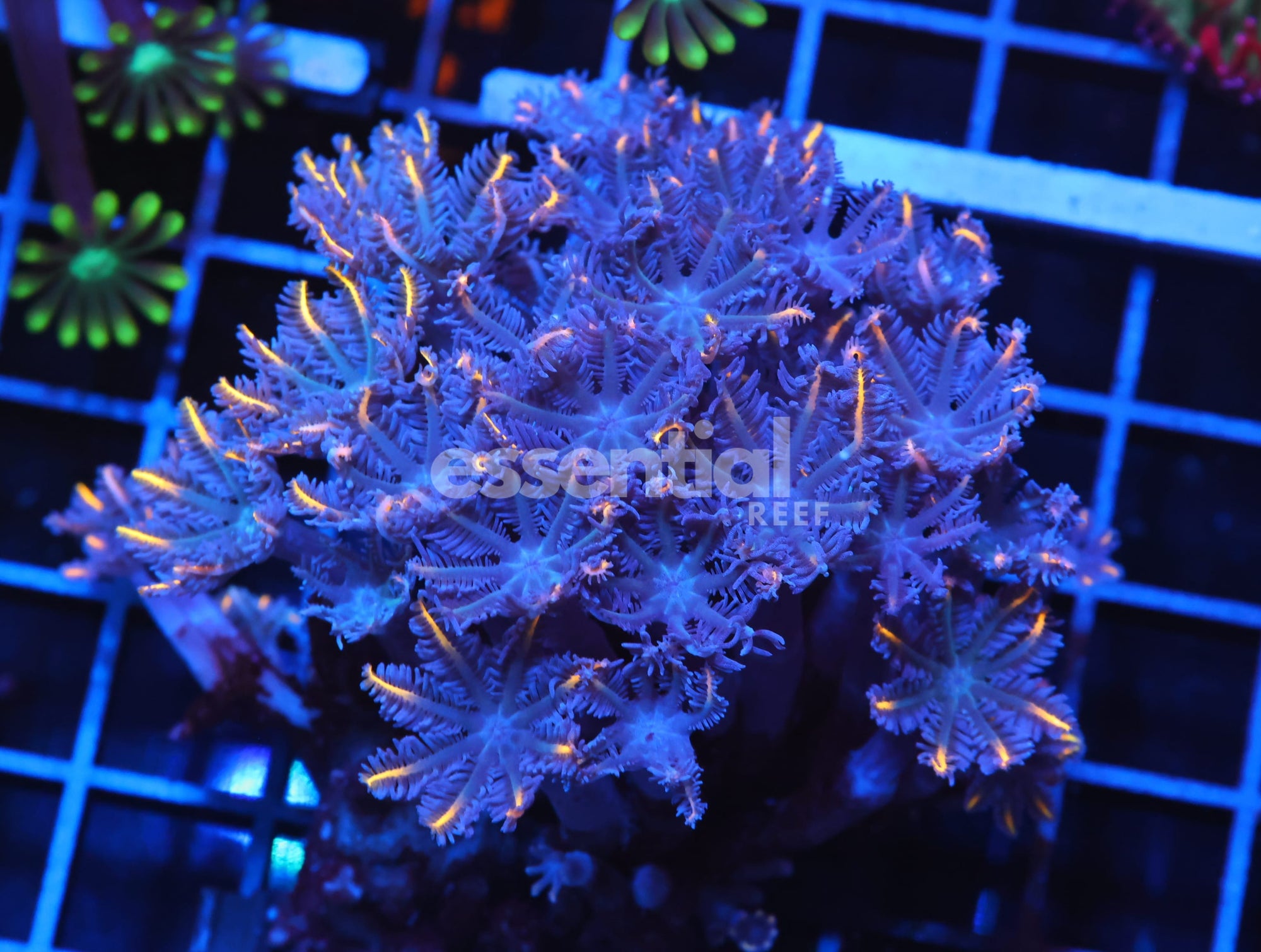 Watermarked - H104 - INDO GLOVE POLYP FIREWORKS