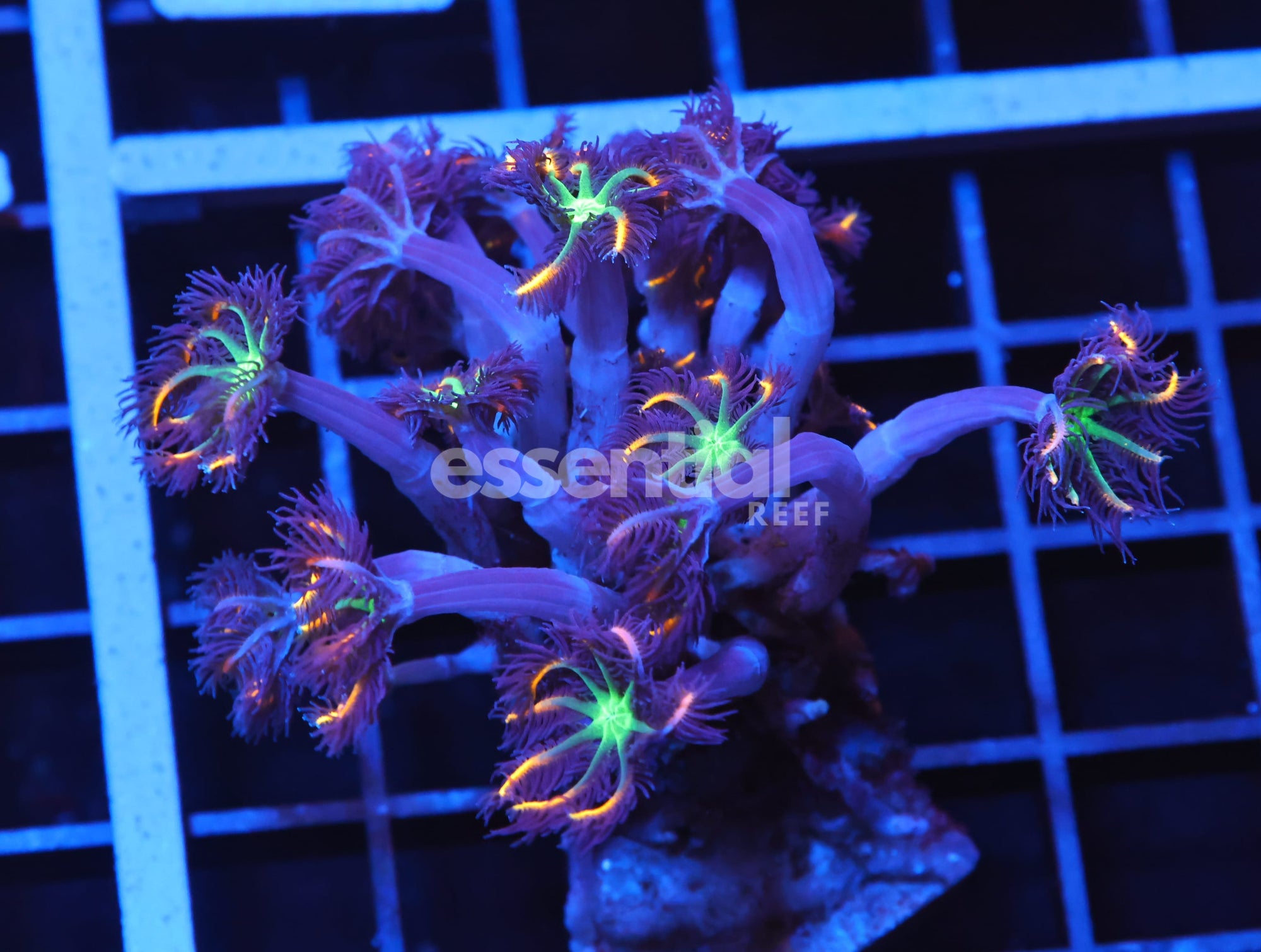 Watermarked - H105 - INDO GLOVE POLYP FIREWORKS