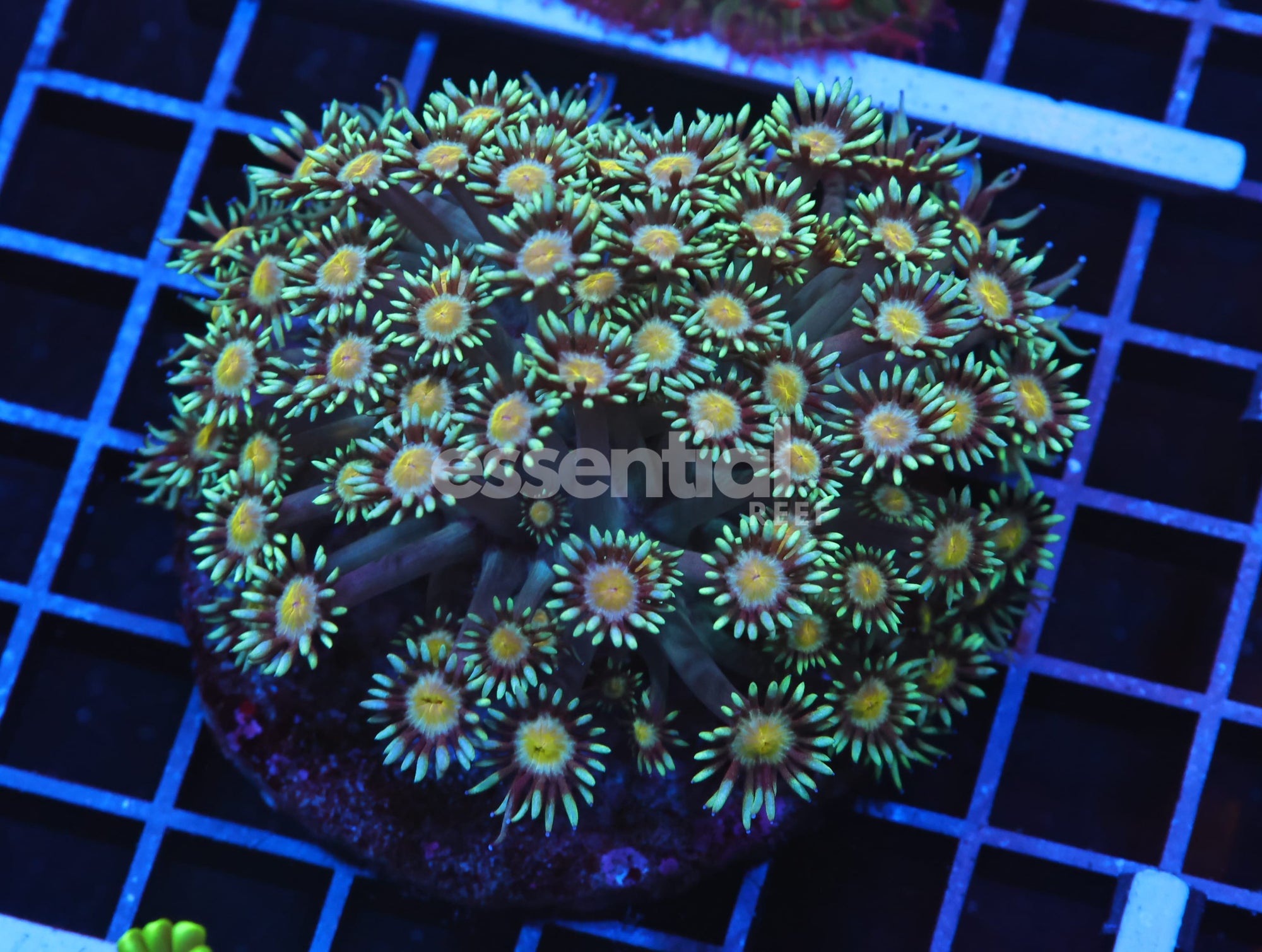 Watermarked - H106 - INDO ELECTRIC RAIN GONIOPORA