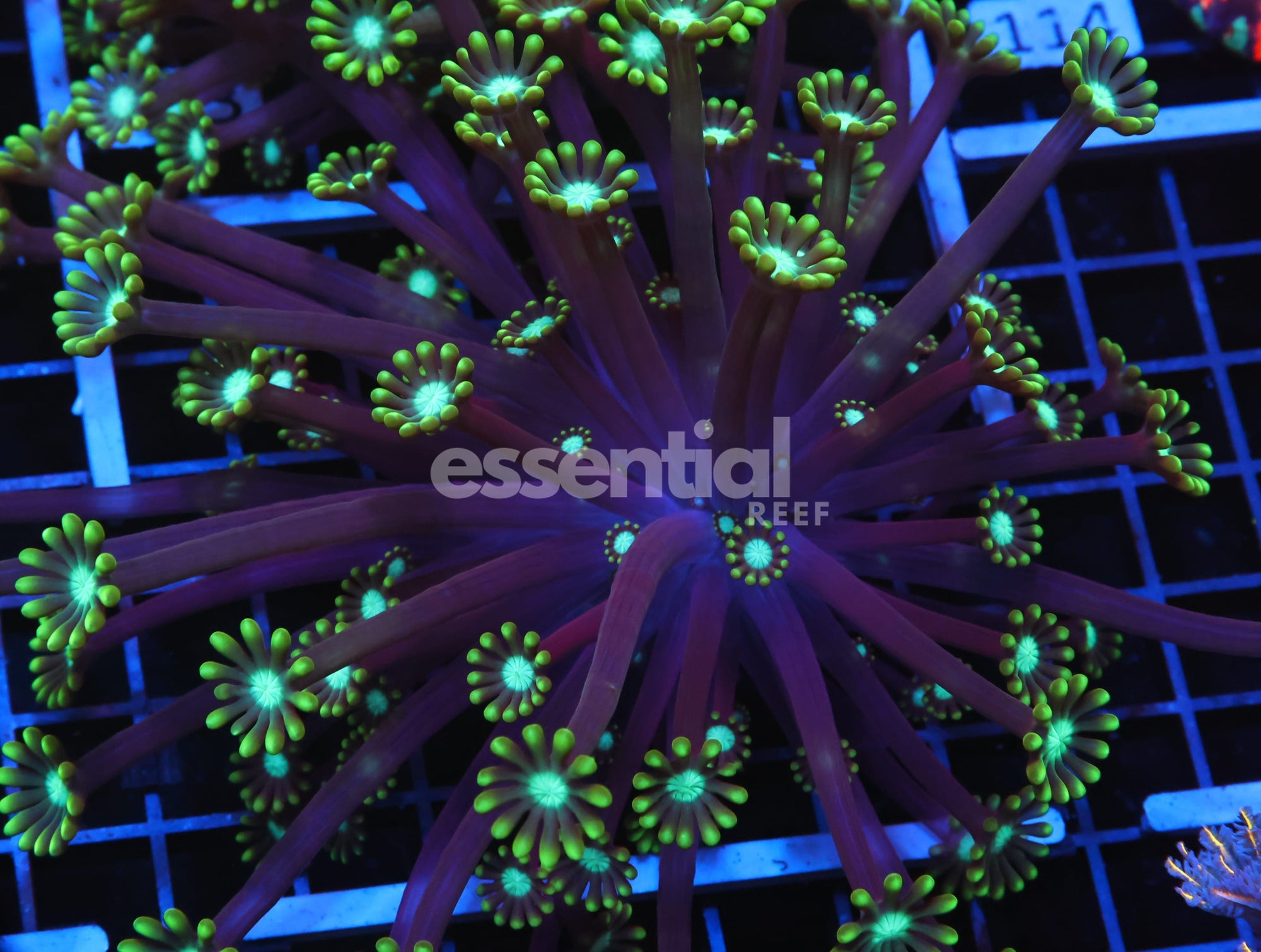 Watermarked - H108 - INDO METALLIC TIP ALVEOPORA