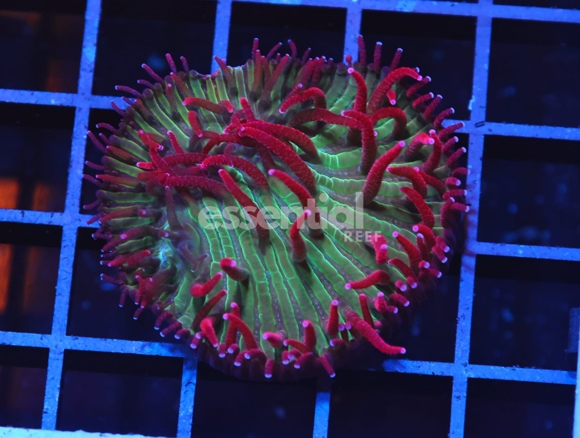 Watermarked - H109 - INDO WATERMELON JOLLY RANCHER DIASERIS