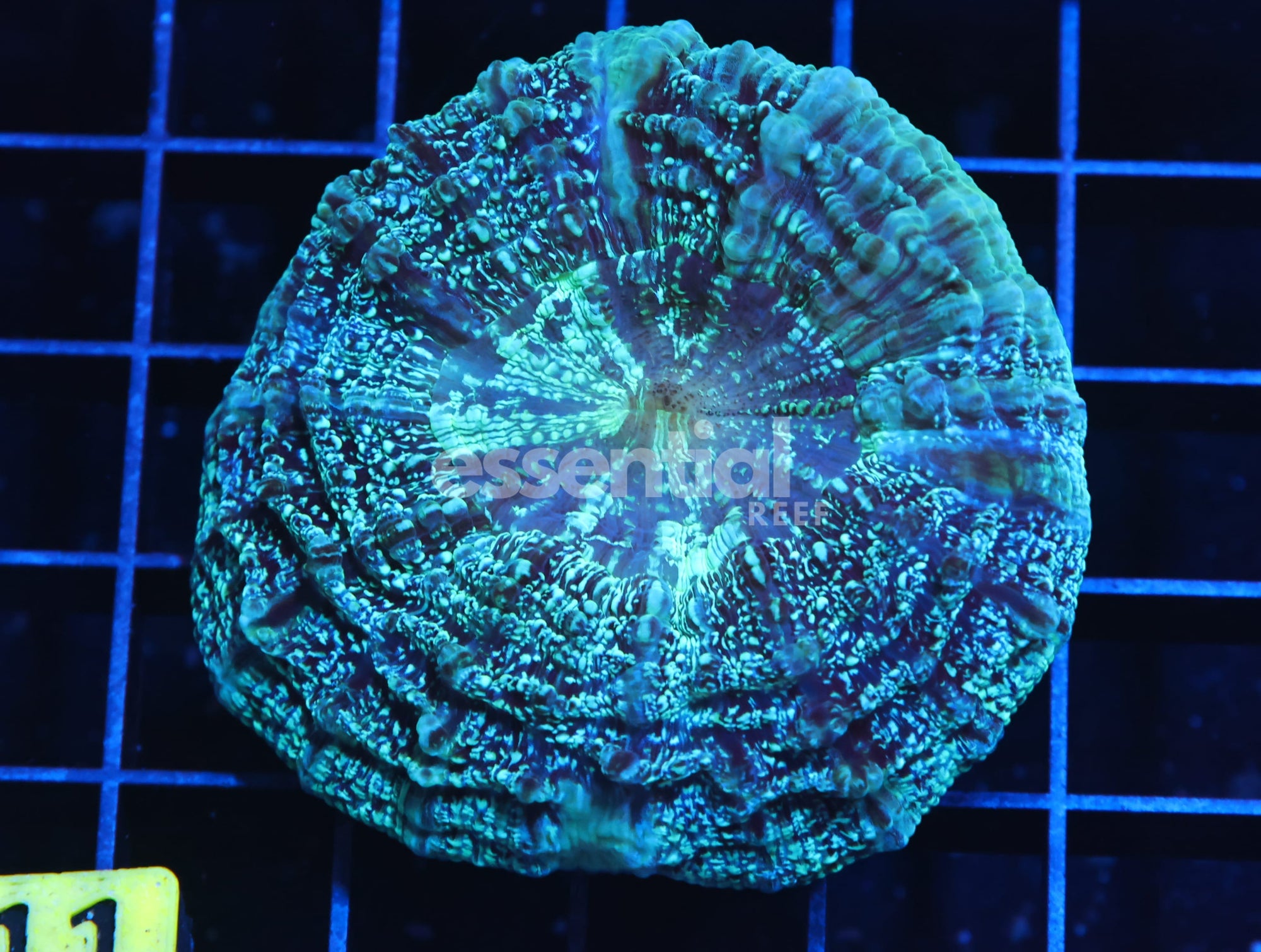 Watermarked - H11 - AUSSIE SPEARMINT ACANTHOPHYLLIA