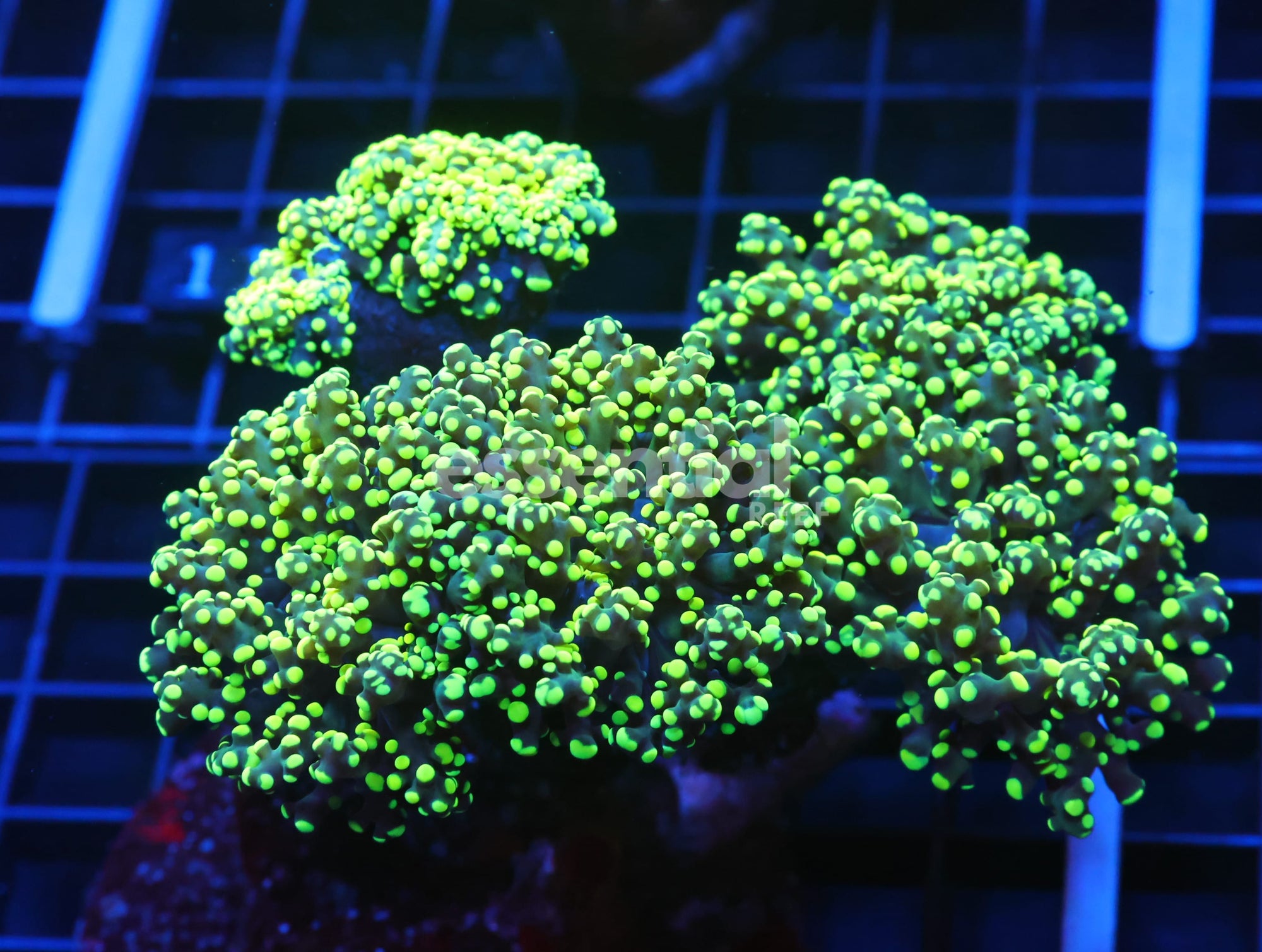 Watermarked - J113 - Indo Frogspawn Branch Gamma Ray 6 Head