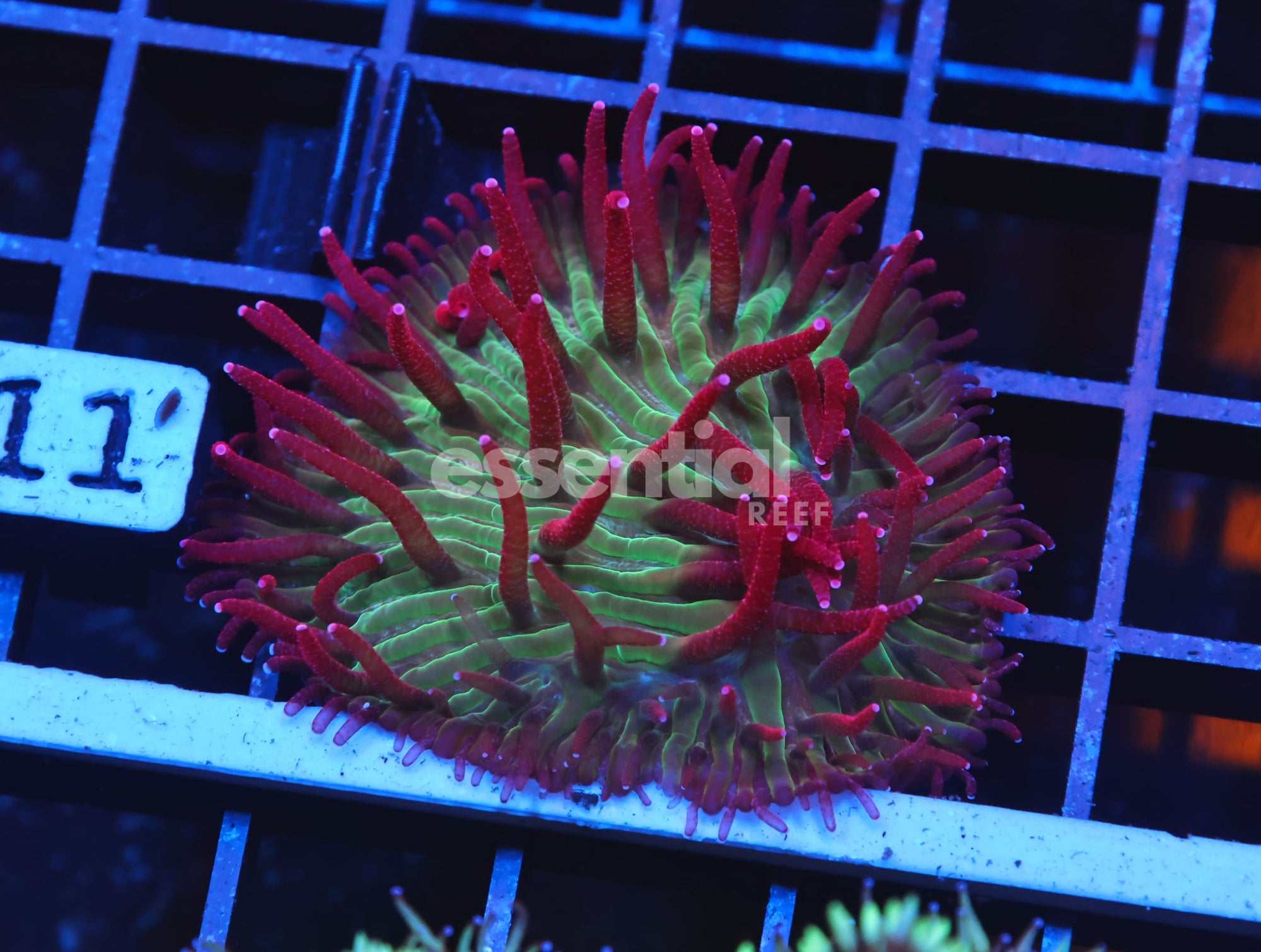 Watermarked - H111 - INDO WATERMELON JOLLY RANCHER DIASERIS