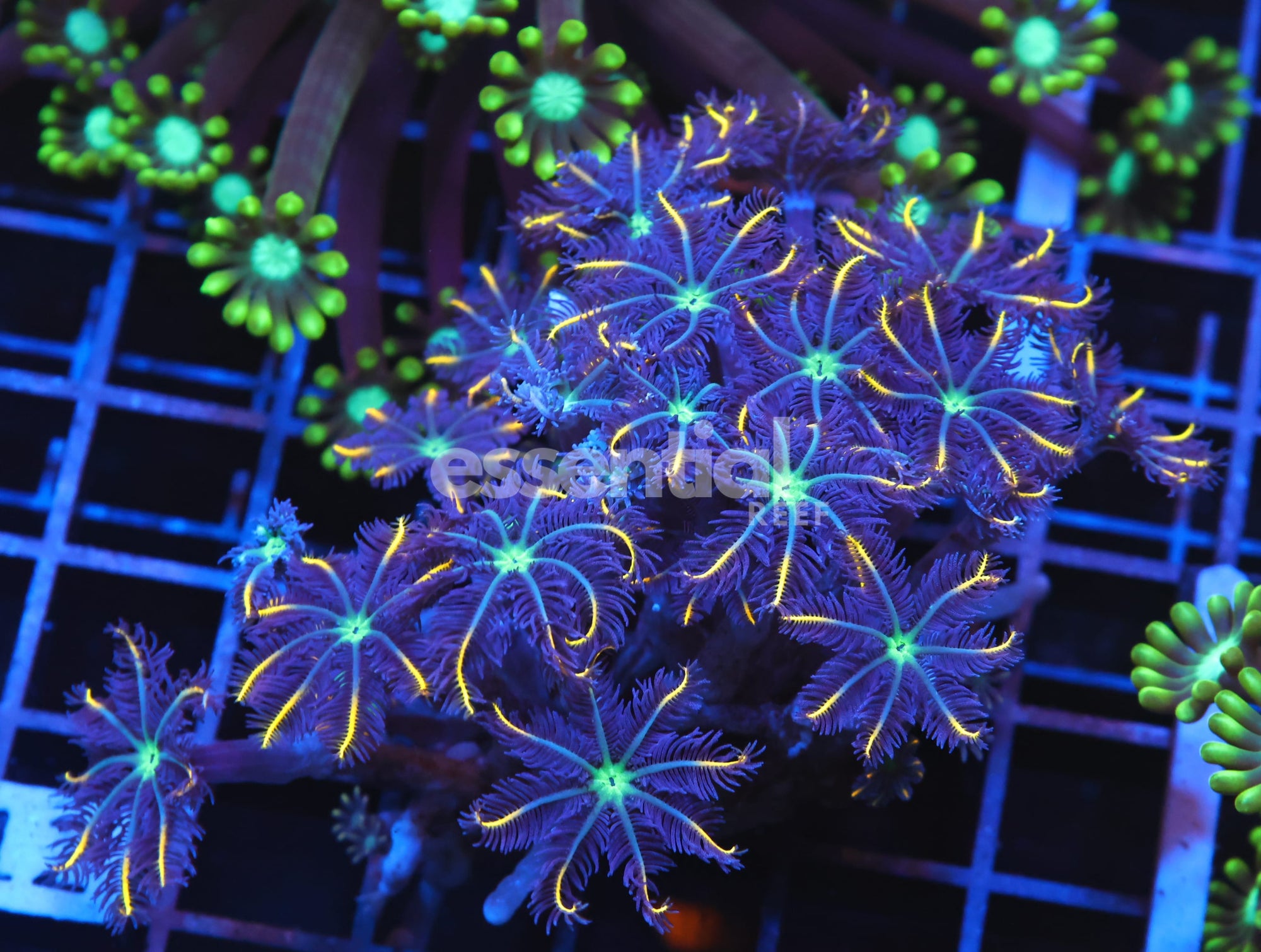 Watermarked - H112 - INDO GLOVE POLYP FIREWORKS