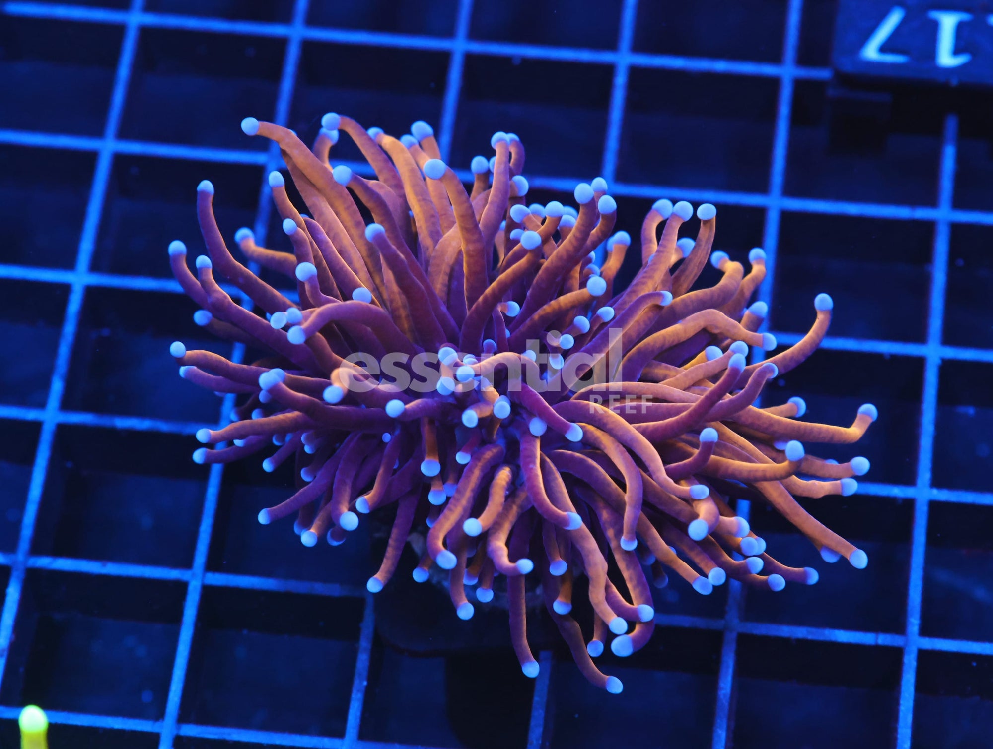 Watermarked - J117 - Indo Torch Gold Variant 1 Head