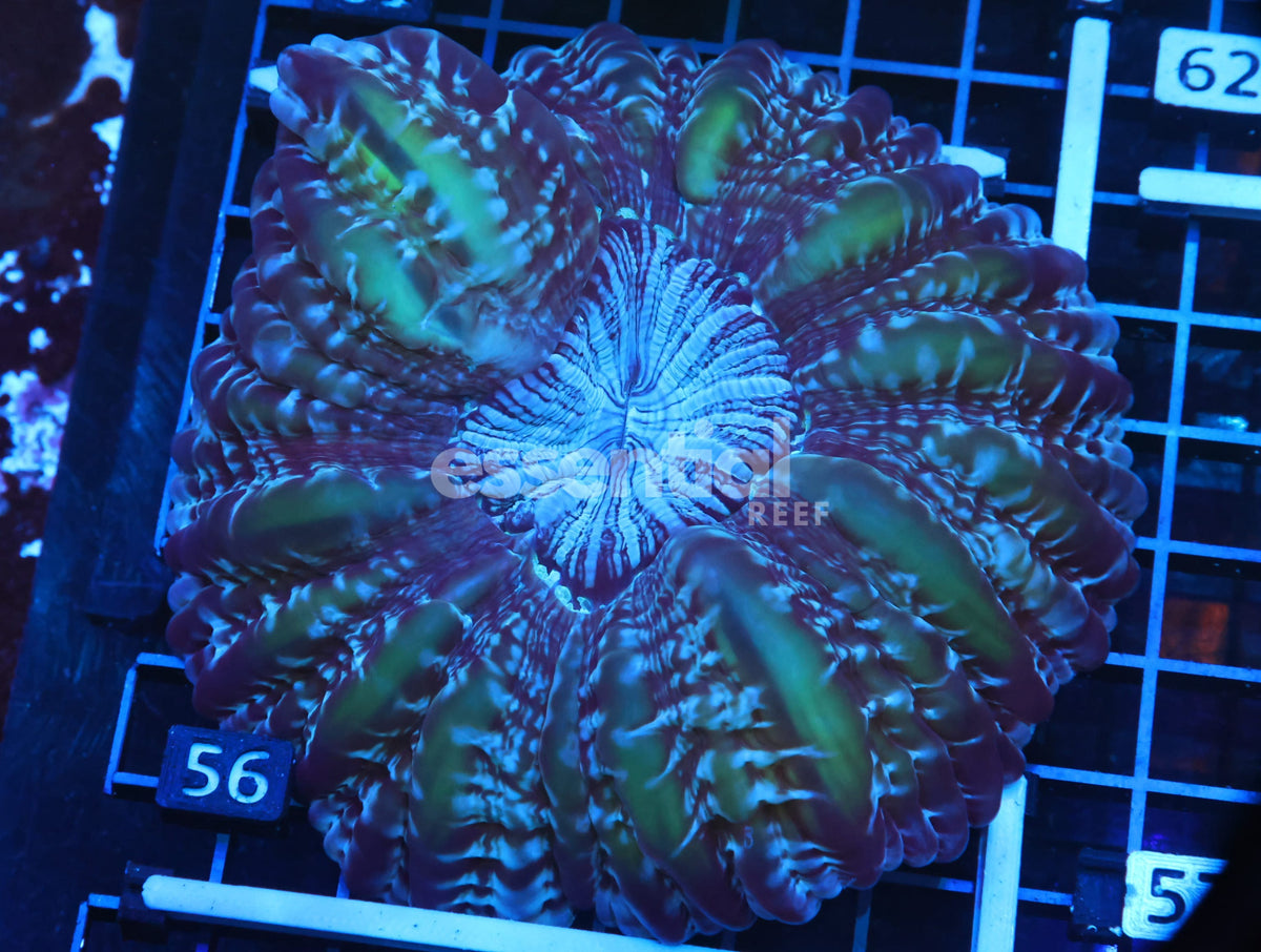 Watermarked - H56 - Aussie Joker Cynarina