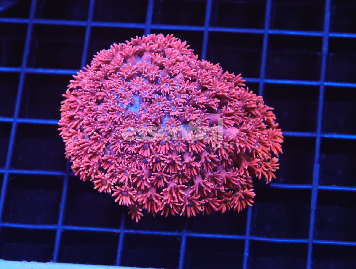 Watermarked - H66 - Indo Hot Pink Goniopora