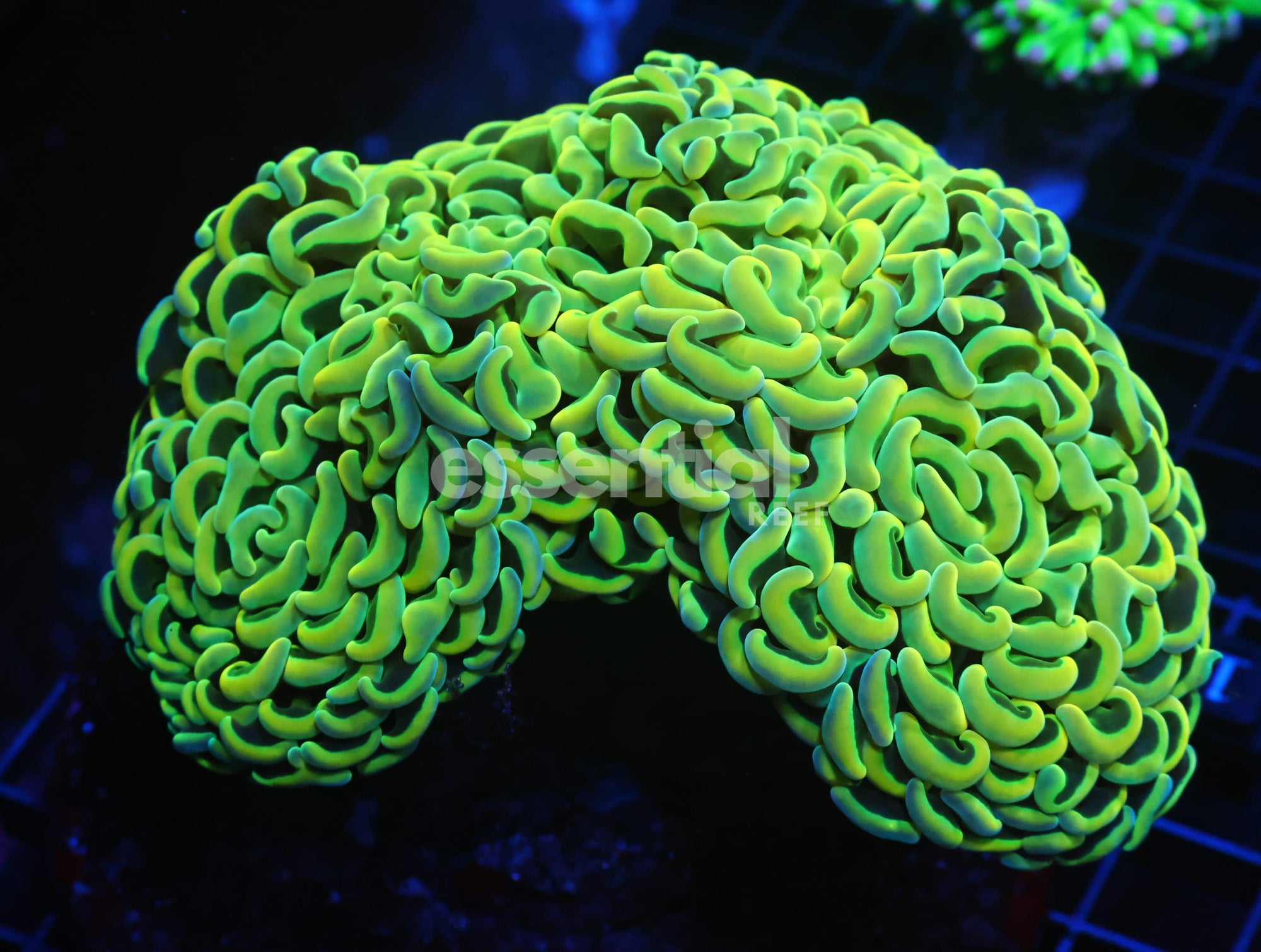 Watermarked - J120 - Indo Hammer Wall Yellow