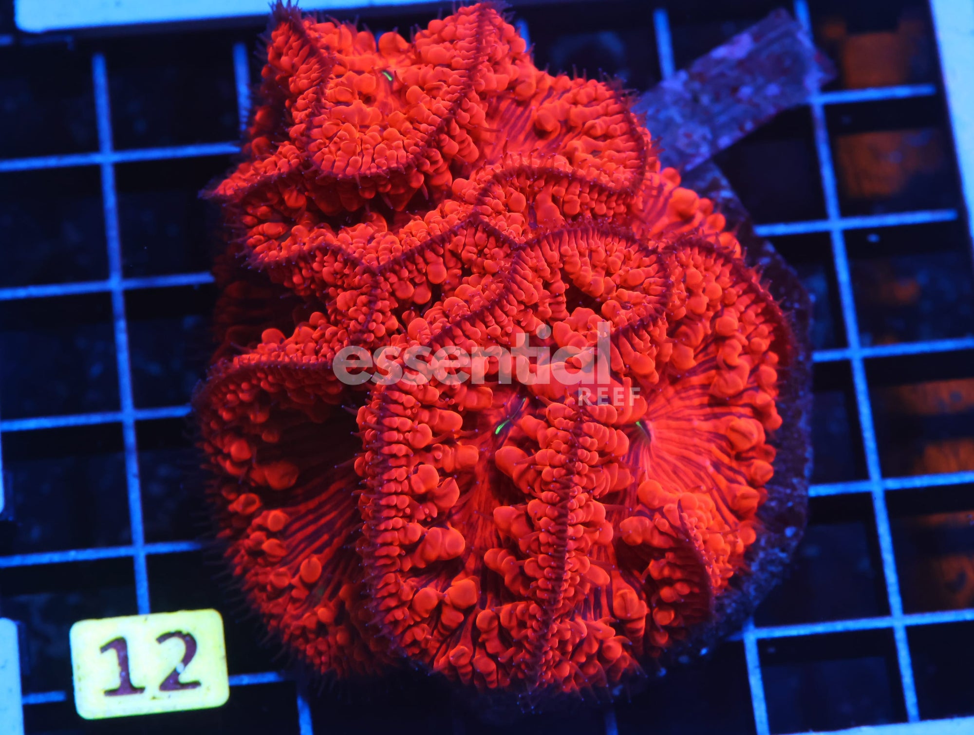 Watermarked - H12 - INDO RUBY RED BLASTO