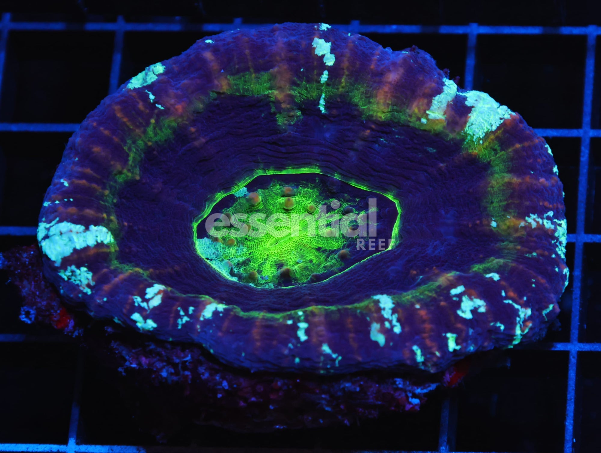 Watermarked - H120 - AUSSIE ALIEN EYE SCOLYMIA AUSTRALIS