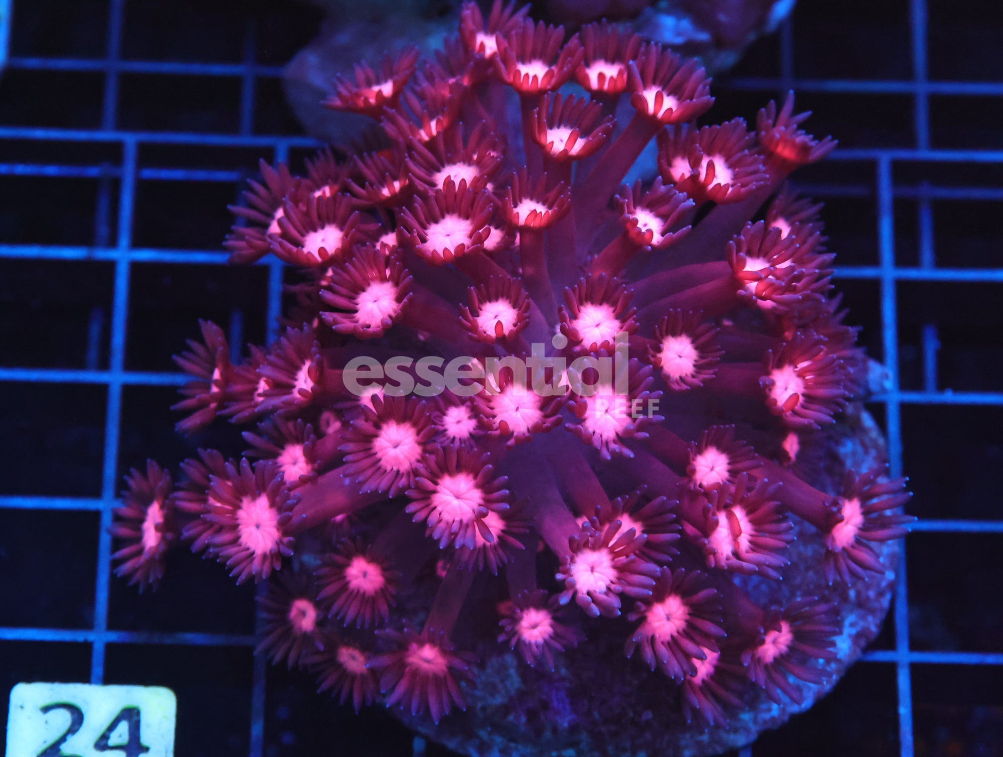 Watermarked - H24 - Indo Cherry Blossom Goniopora