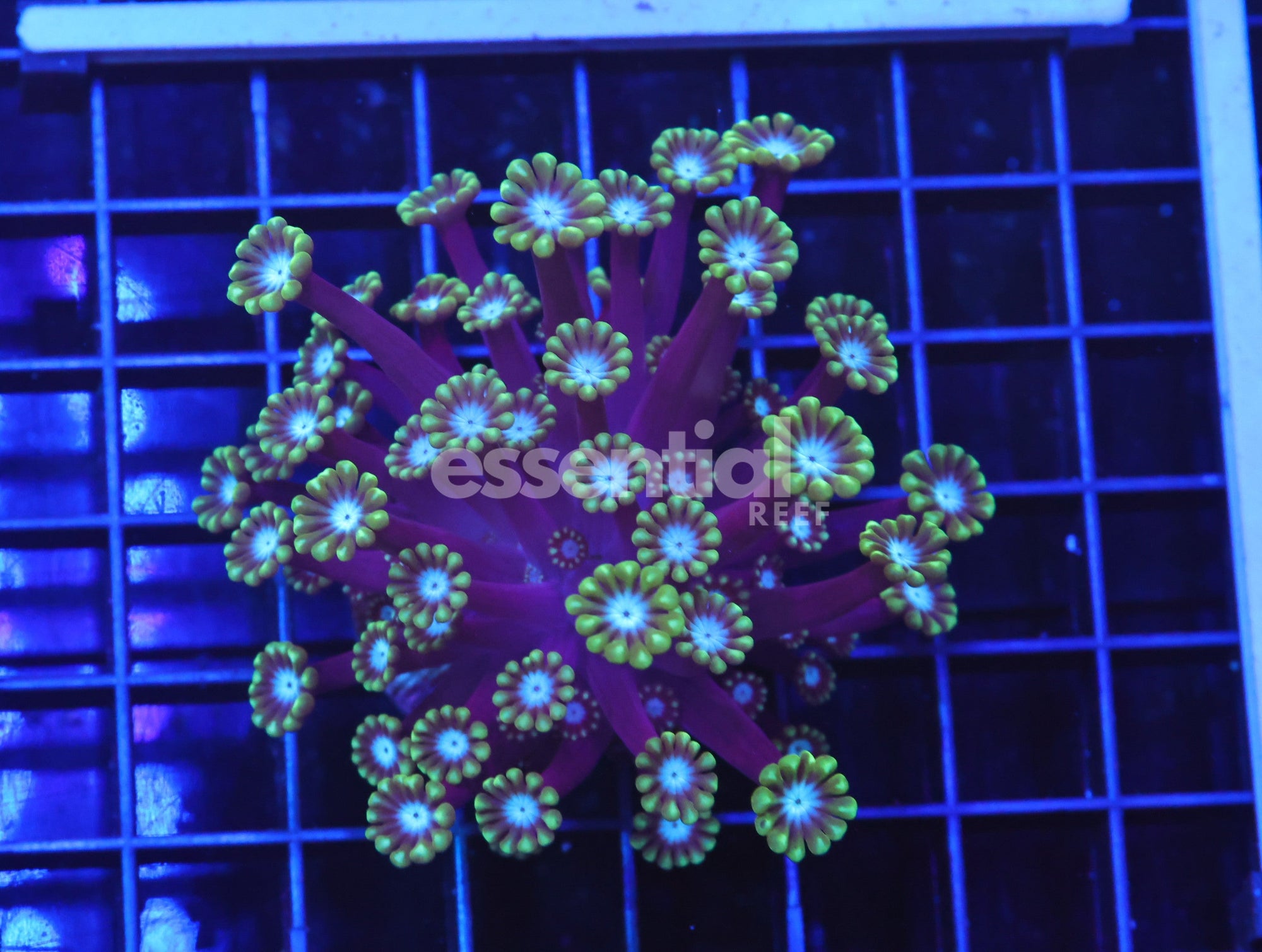 Watermarked - H43 - Aussie Metallic Tip Alveopora Cultured