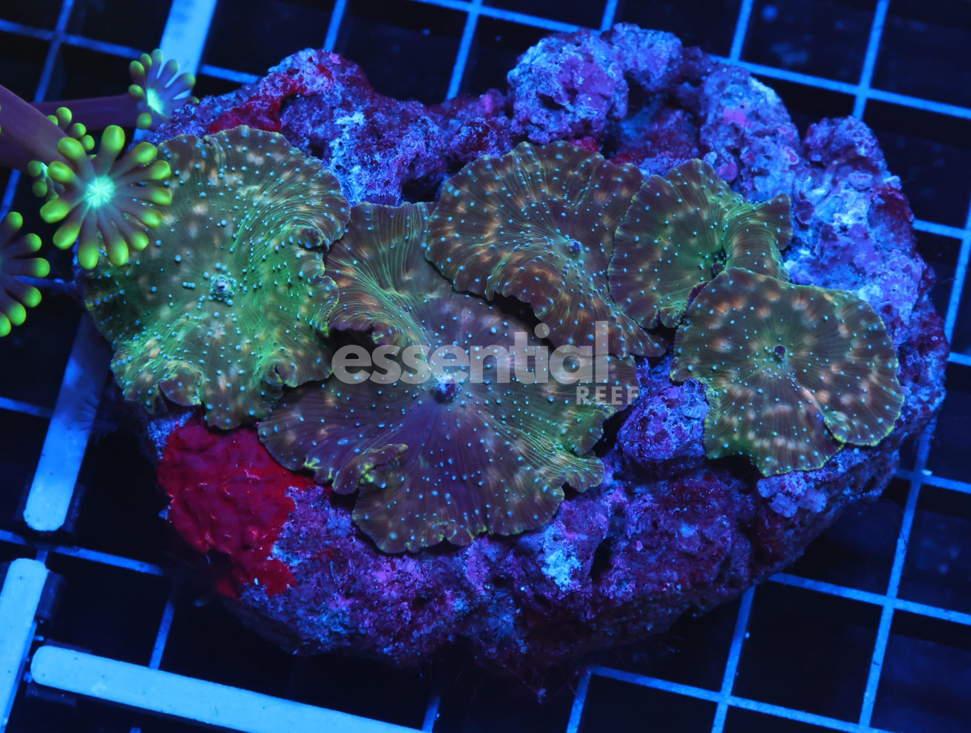Watermarked - H123 - BLUE SPECKLED DISCO MUSHROOM
