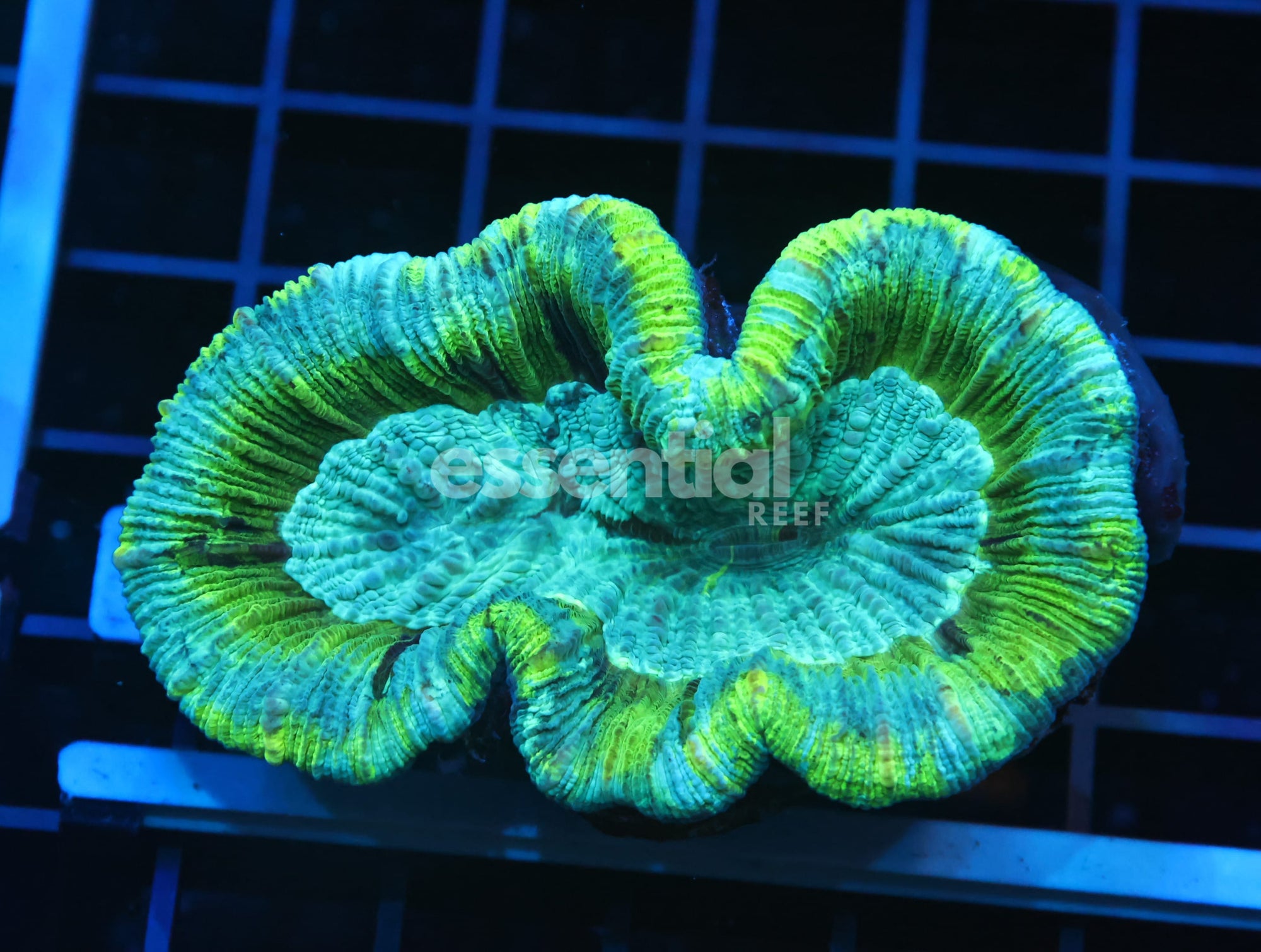 Watermarked - H69 - Aussie Mint Swirl Trachy