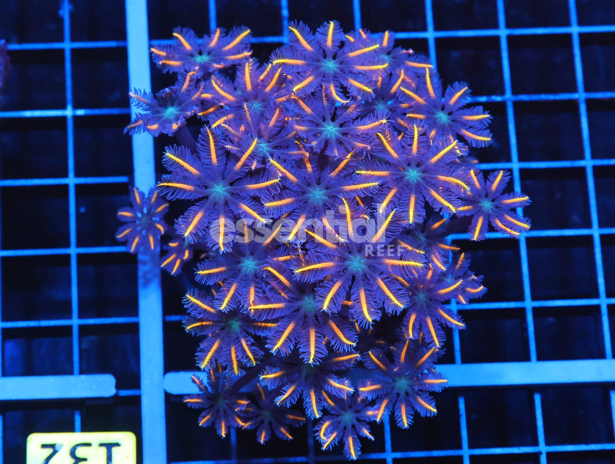 Watermarked - H126 - INDO GLOVE POLYP FIREWORKS