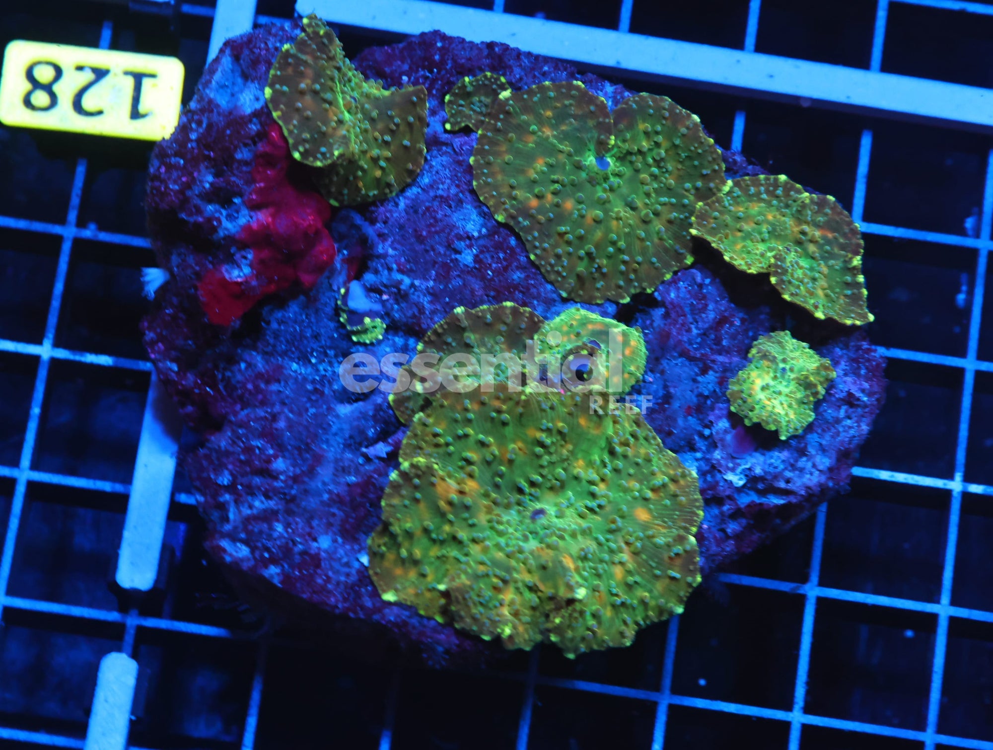 Watermarked - H127 - FROG PRINCE DISCO MUSHROOM