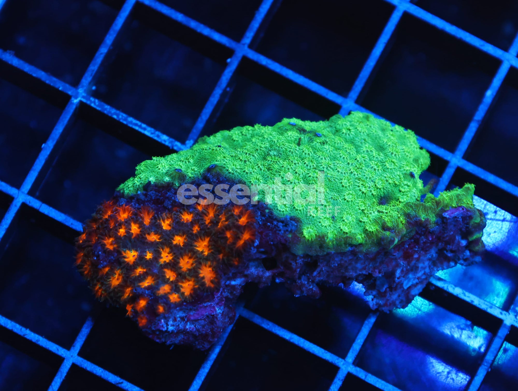 Watermarked - H128 - ORANGE LEPTASTREA CORAL COMBO