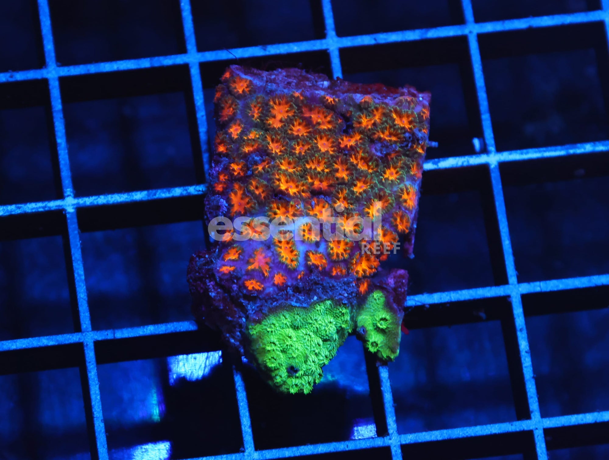 Watermarked - H129 - ORANGE LEPTASTREA CORAL COMBO