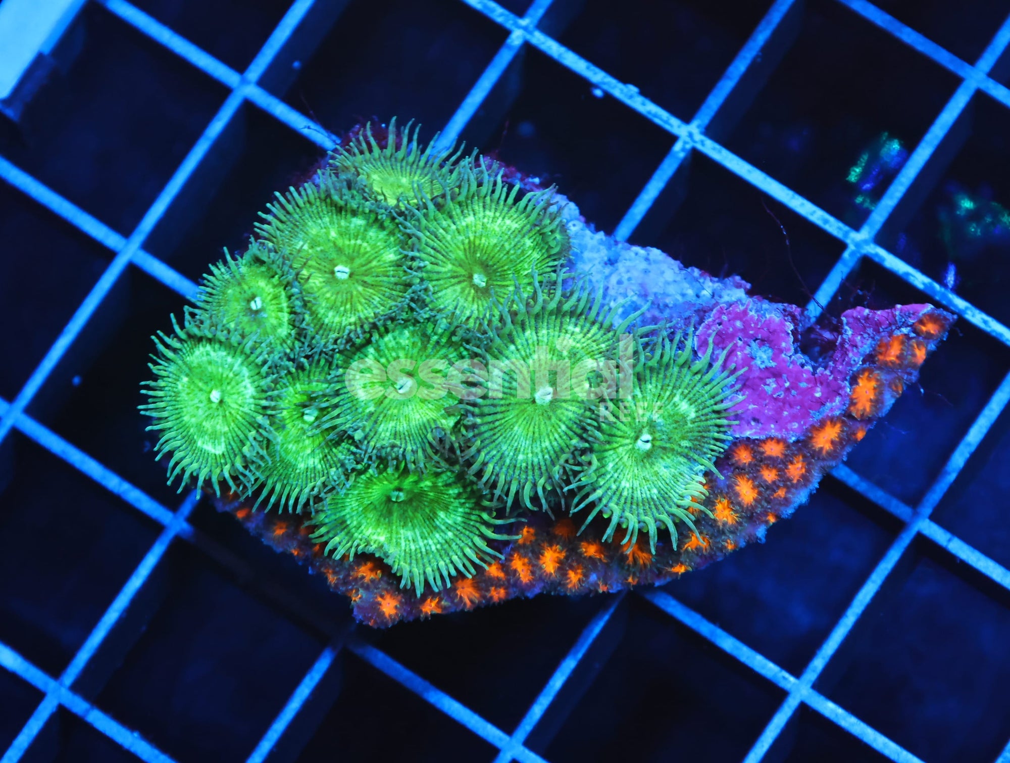 Watermarked - H131 - ORANGE LEPTASTREA CORAL COMBO