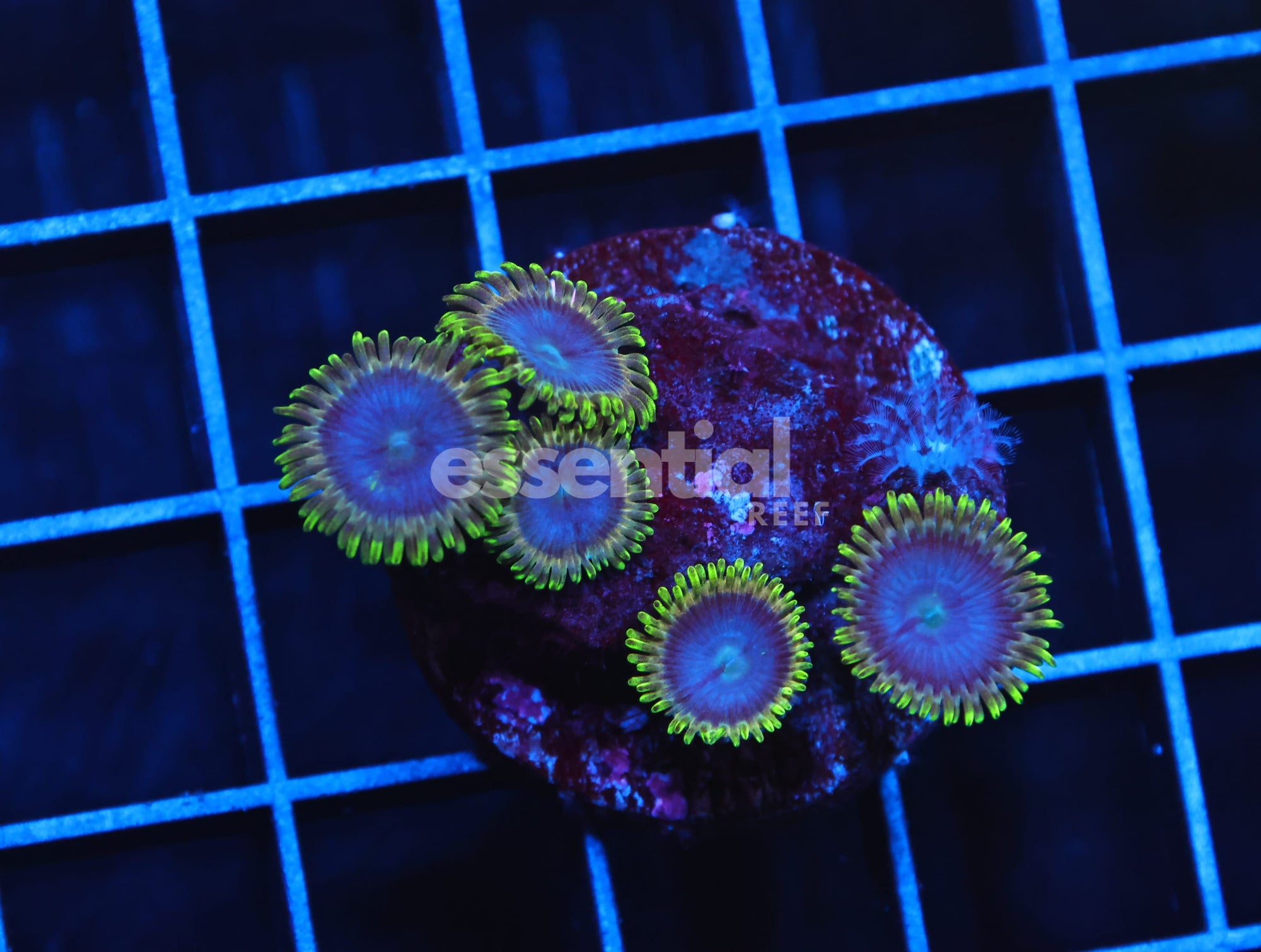 Watermarked - H132 - AUSSIE SINATRA ZOA