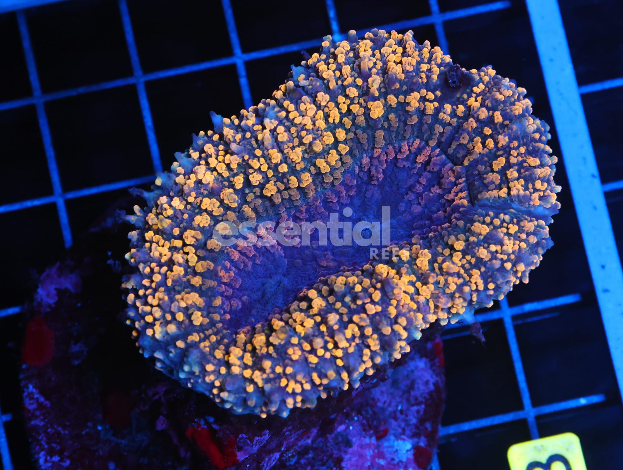 Watermarked - H133 - INDO GOLD CARPET LOBO