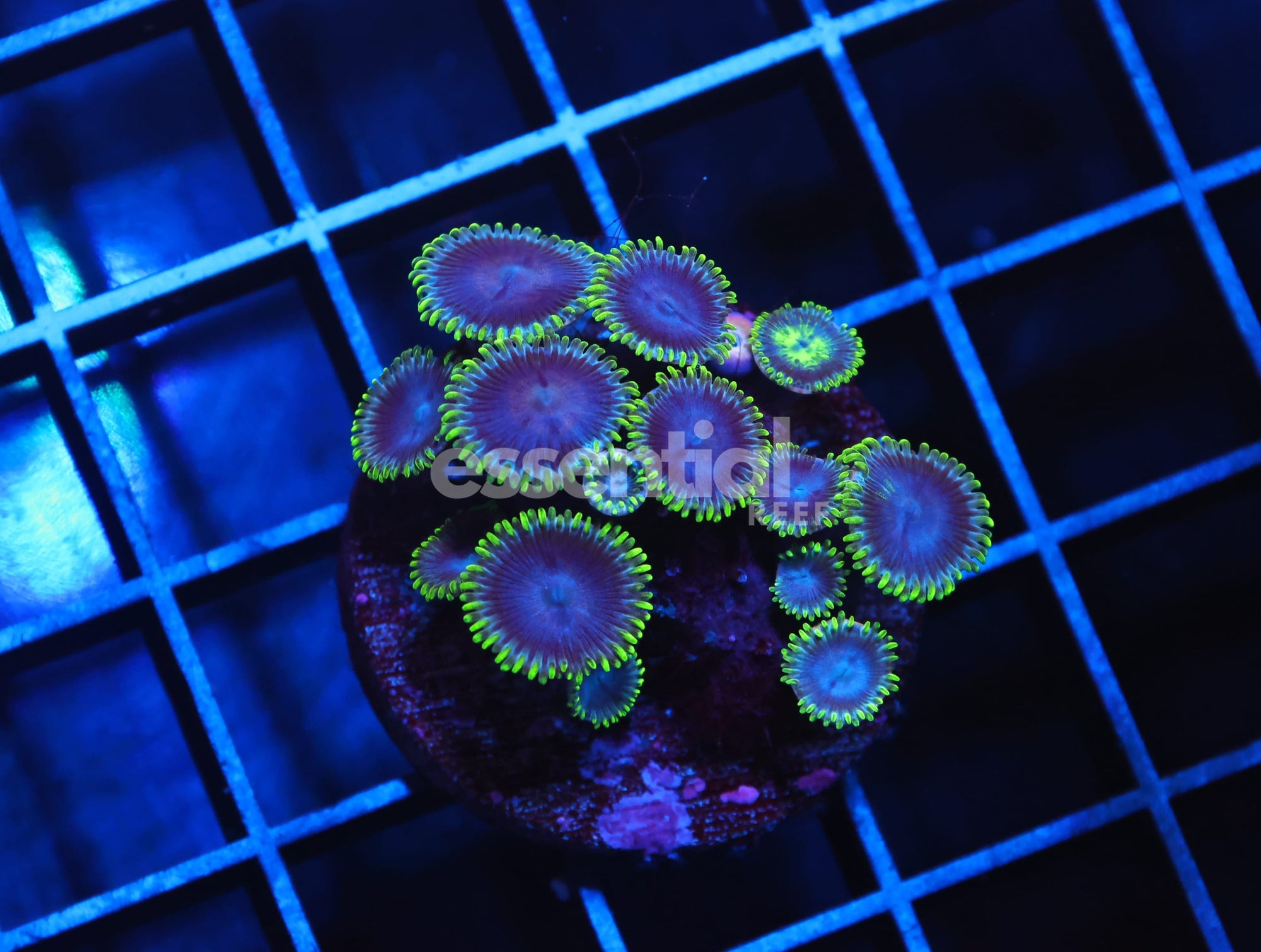 Watermarked - H134 - AUSSIE SINATRA ZOA